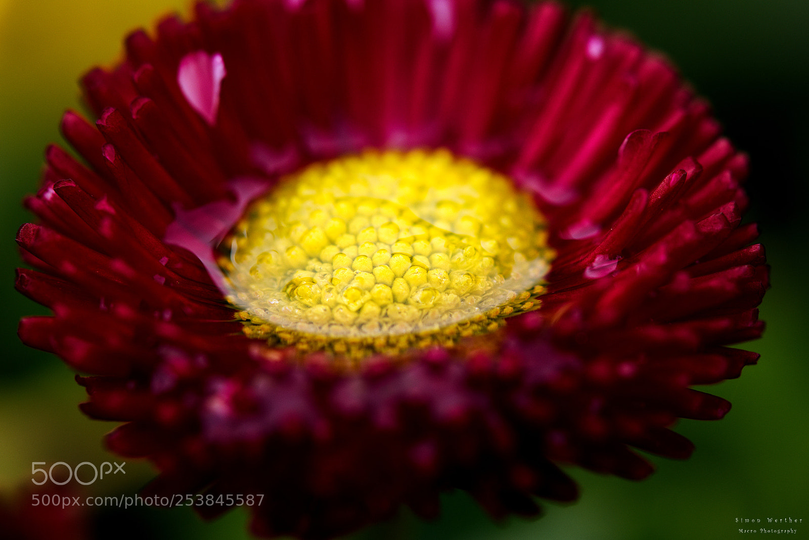 Nikon D5600 sample photo. Flower under water photography