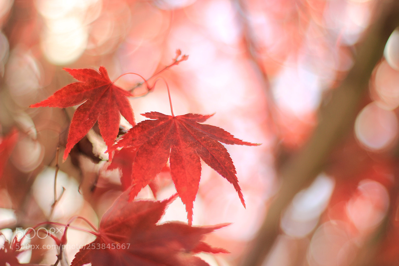 Canon EOS 600D (Rebel EOS T3i / EOS Kiss X5) sample photo. Japanese maple photography