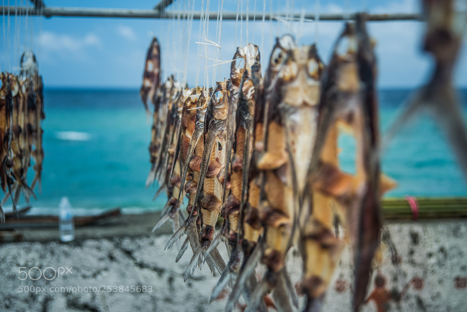 Nikon D810 sample photo. 台灣蘭嶼飛魚季 photography