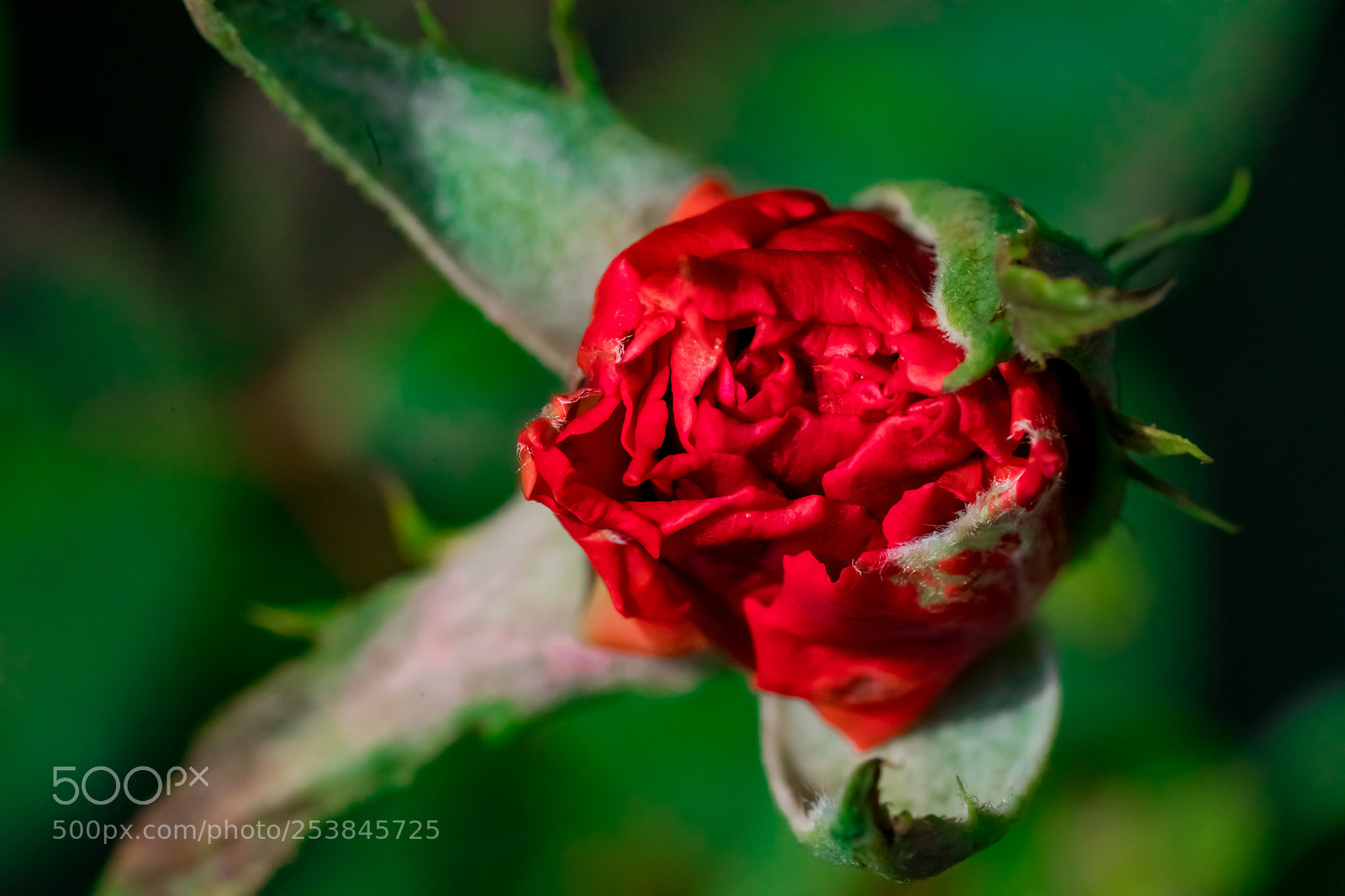 Sony a7R III sample photo. Red rosetta photography