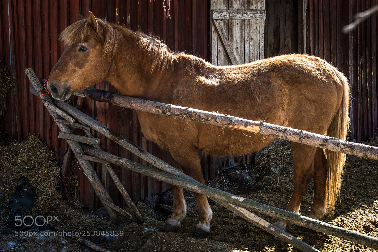 Nikon D7200 sample photo. Finnhorse photography