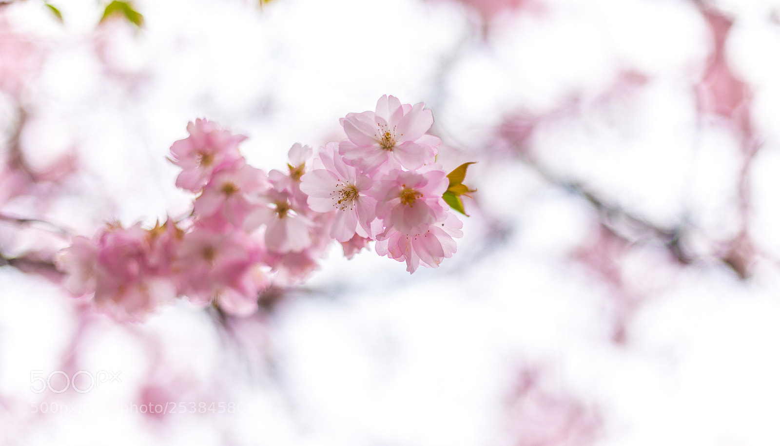 Canon EOS 5D Mark IV sample photo. Cherry blossom photography