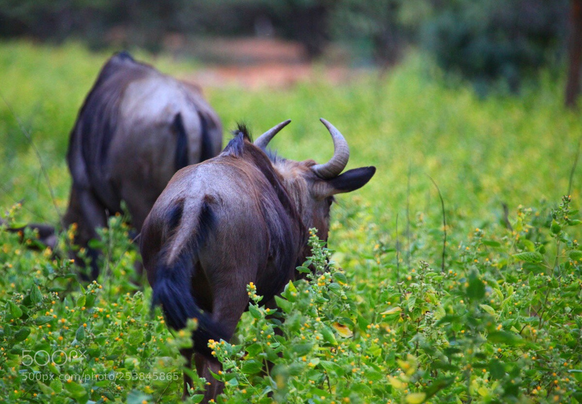 Canon EOS 5D Mark II sample photo. Blue wildebeest photography