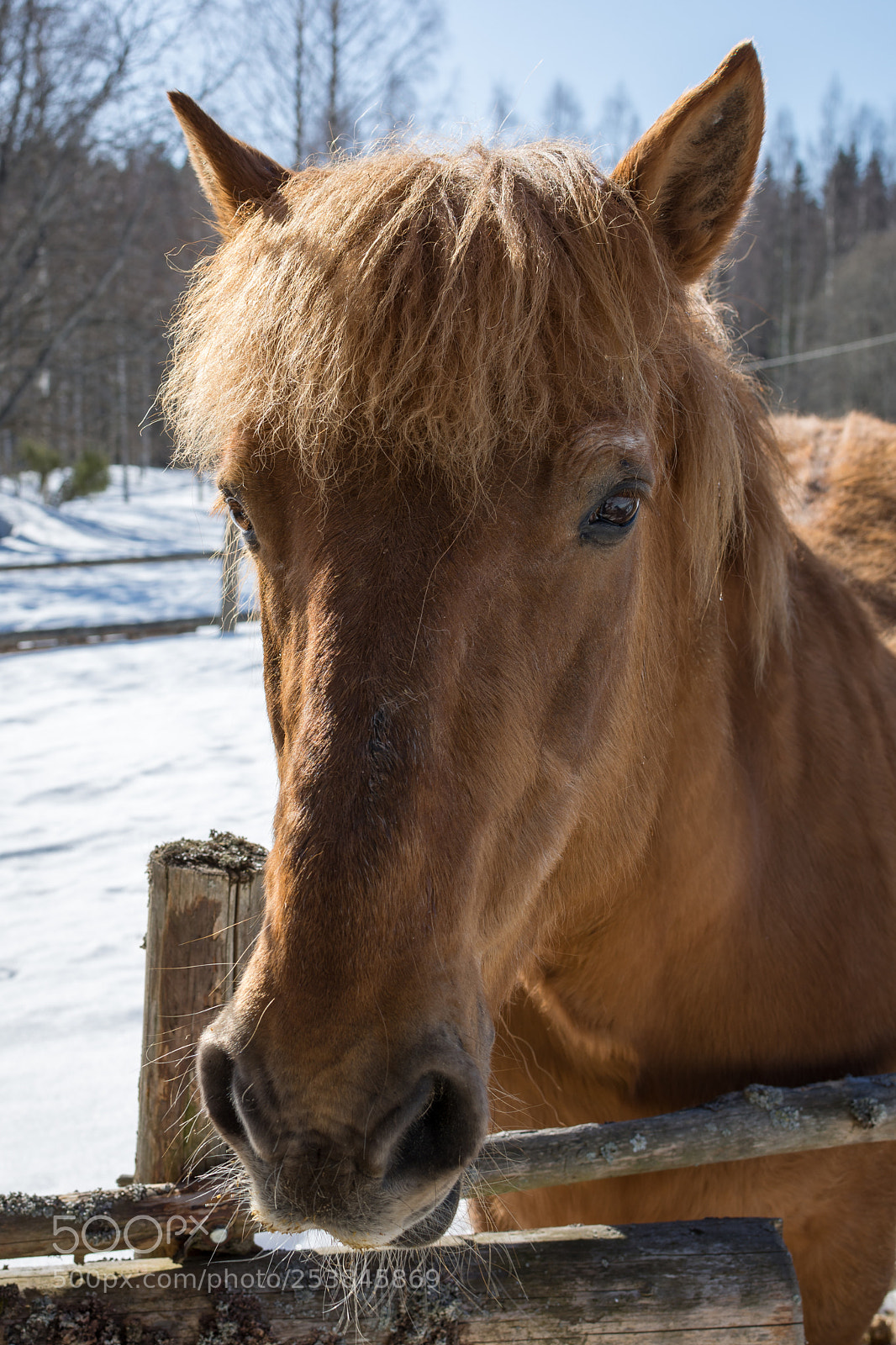 Nikon D7200 sample photo. Workhorse photography