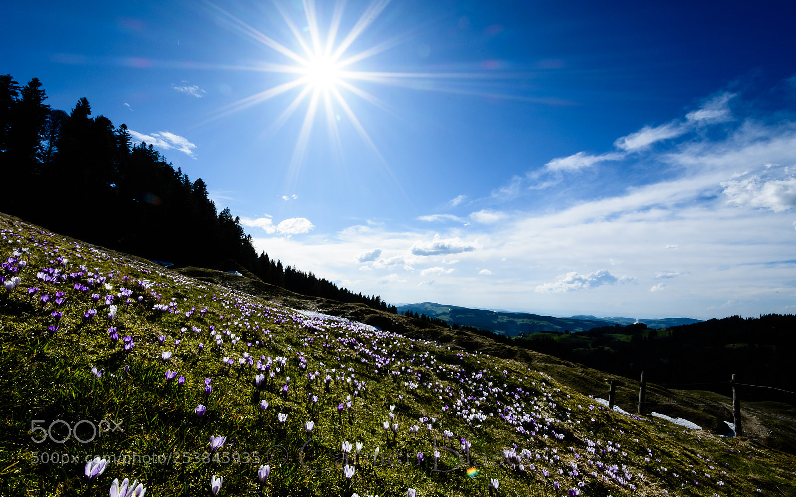 Nikon D500 sample photo. Springtime photography
