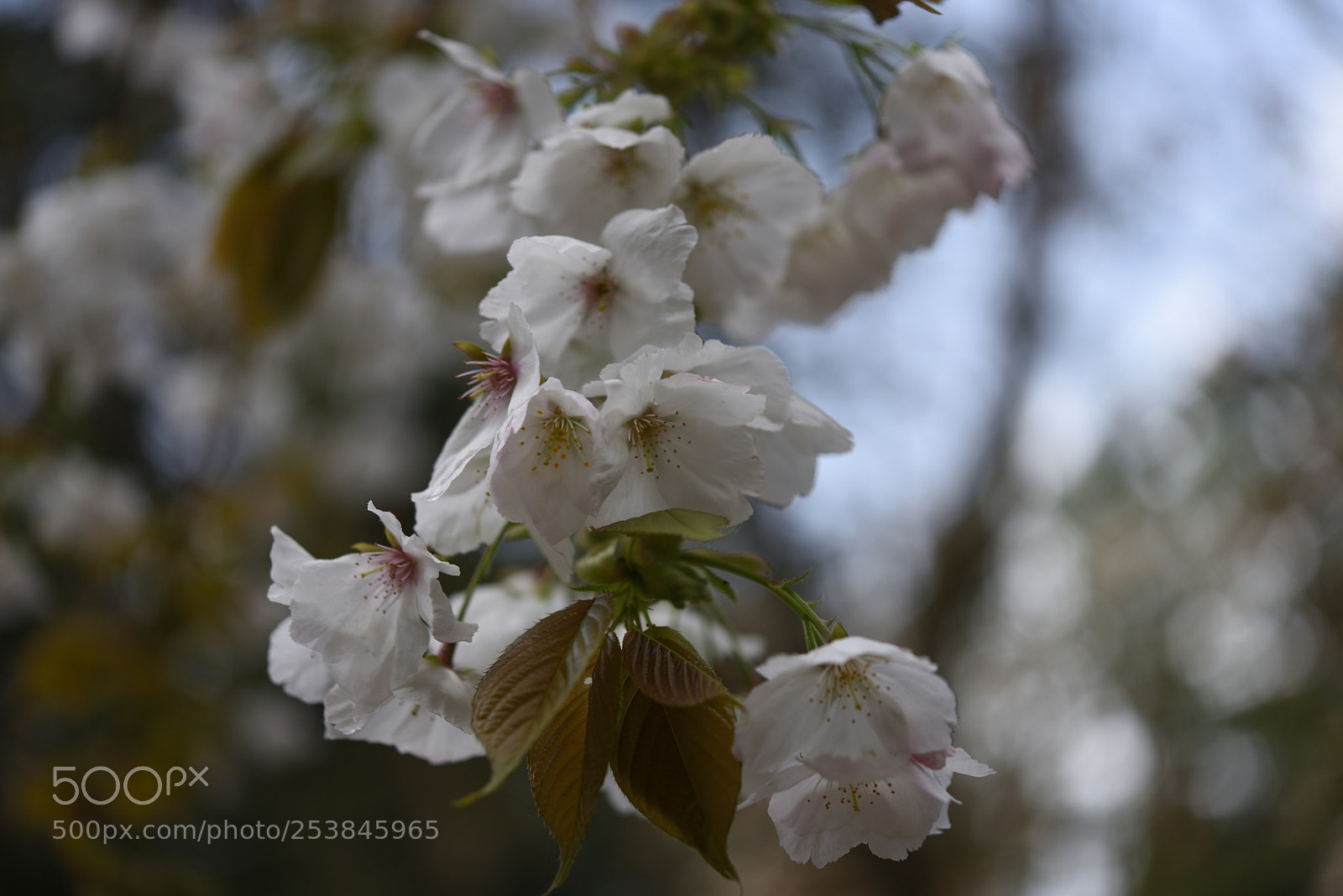 Nikon AF-S Micro-Nikkor 60mm F2.8G ED sample photo. 桜・墨染（スミゾメ）白山樹木公園 photography