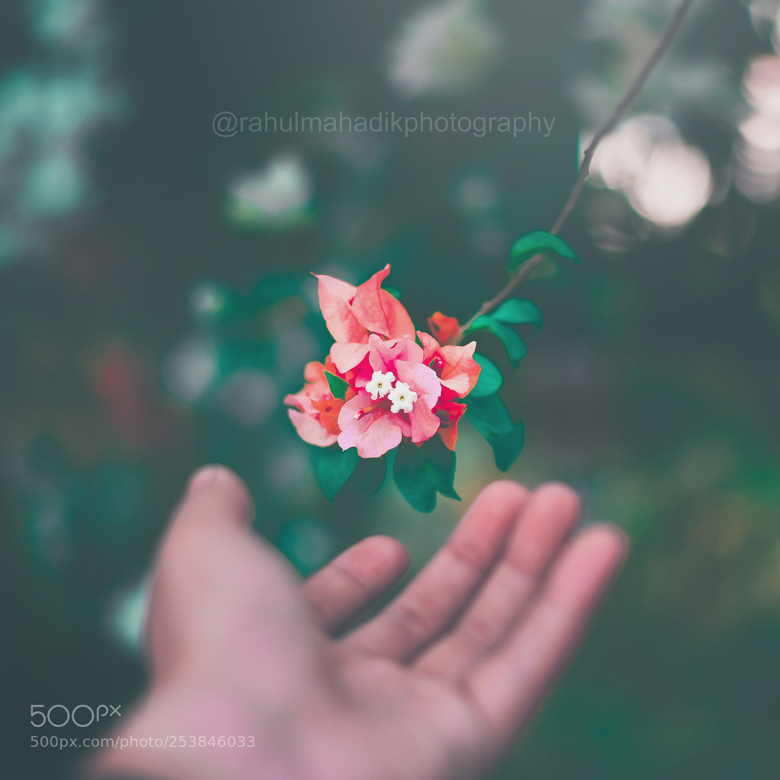 Nikon D810 sample photo. Moody photography