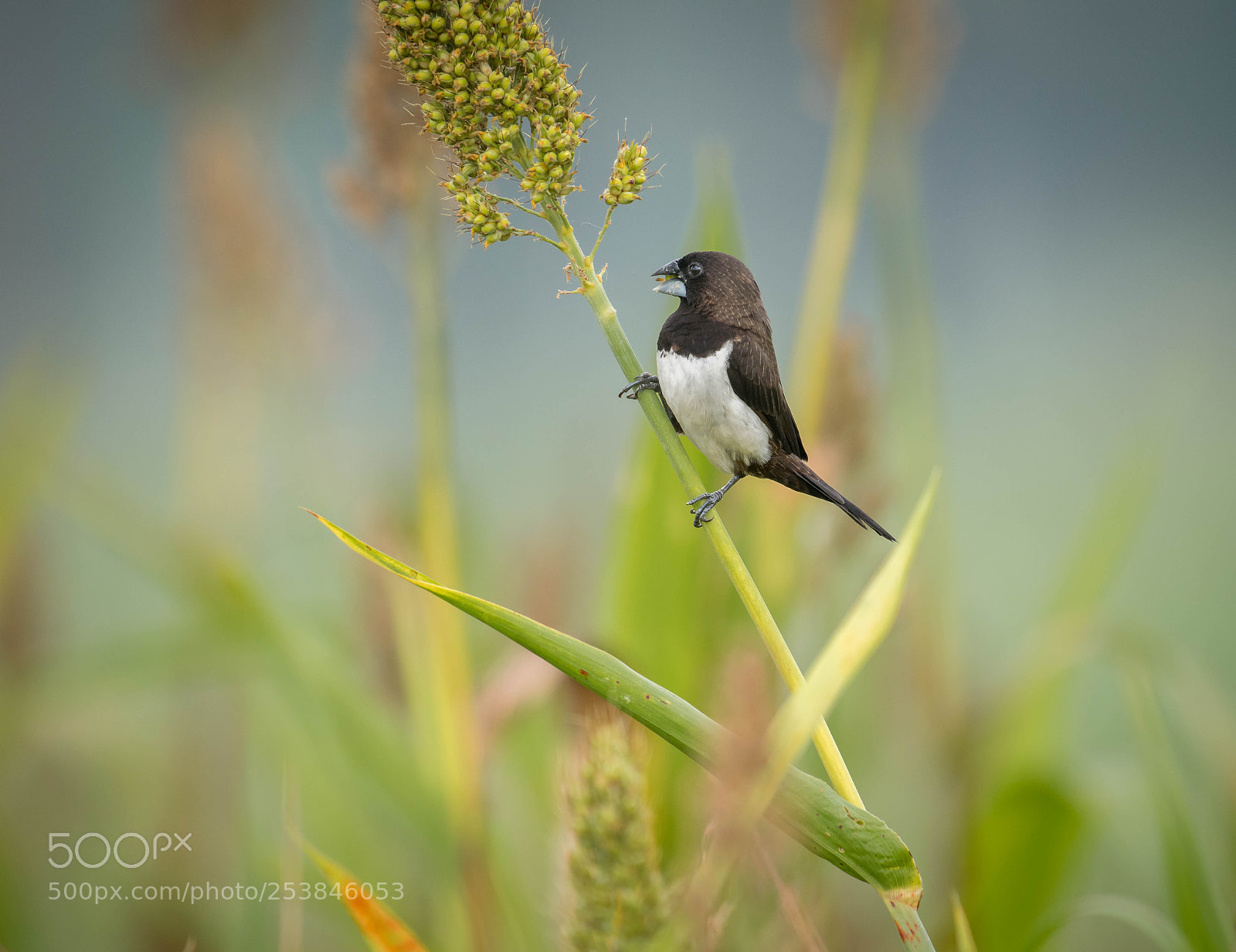 Nikon D5300 sample photo. White rumped munia photography