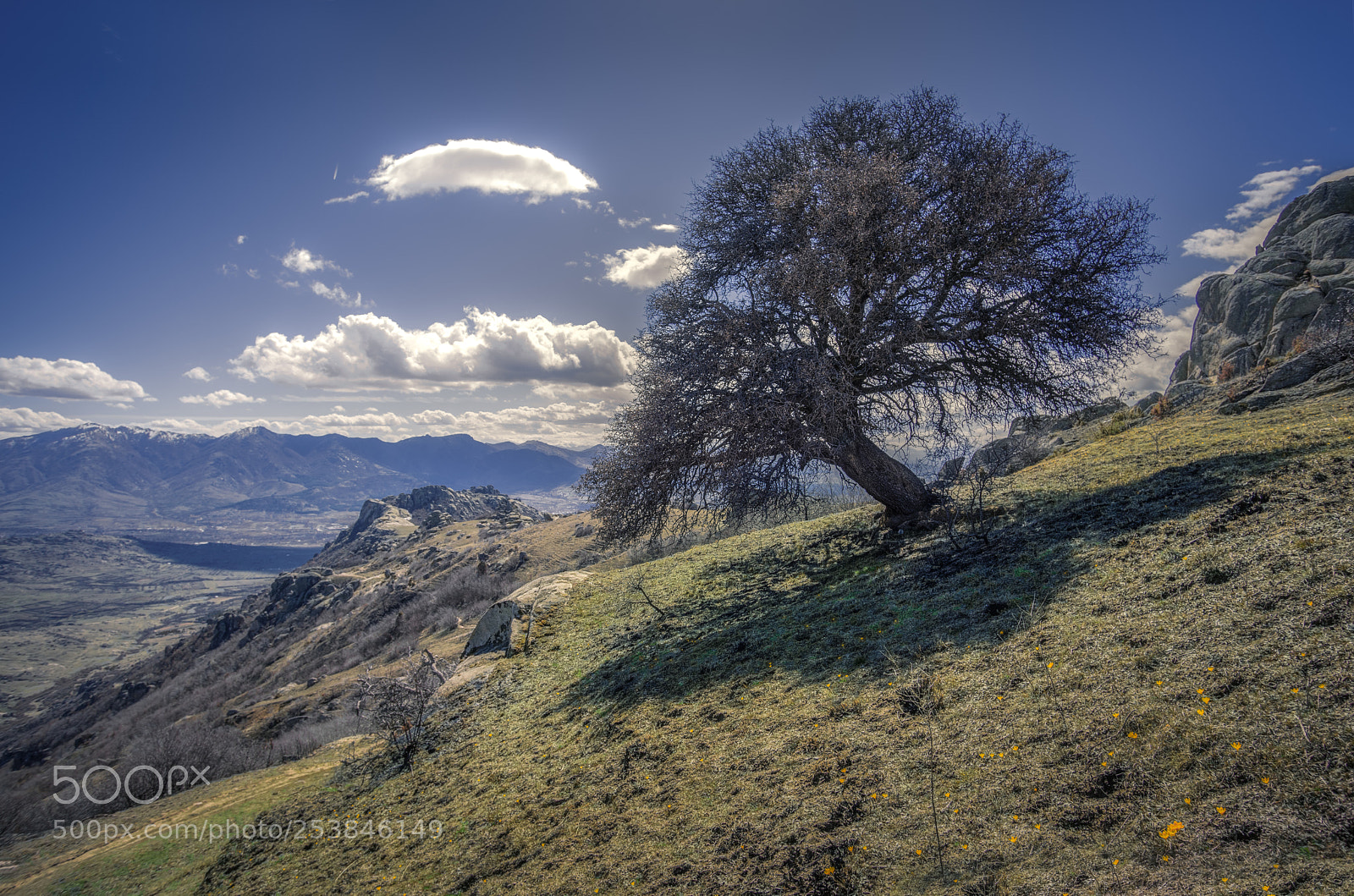 Pentax K-1 sample photo. Black tree photography