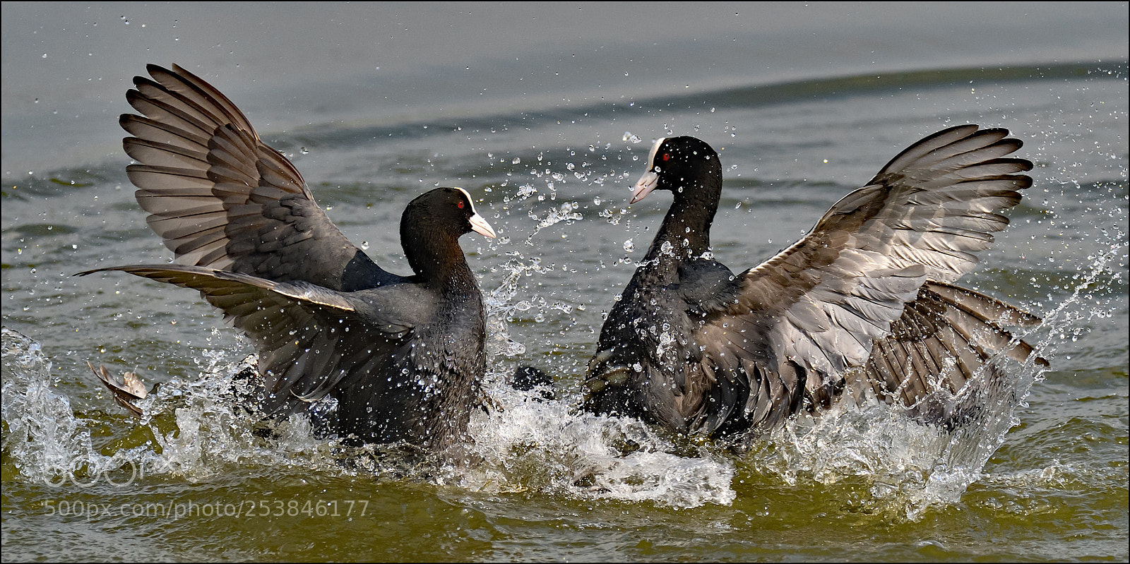 Nikon D500 sample photo. Fighting photography
