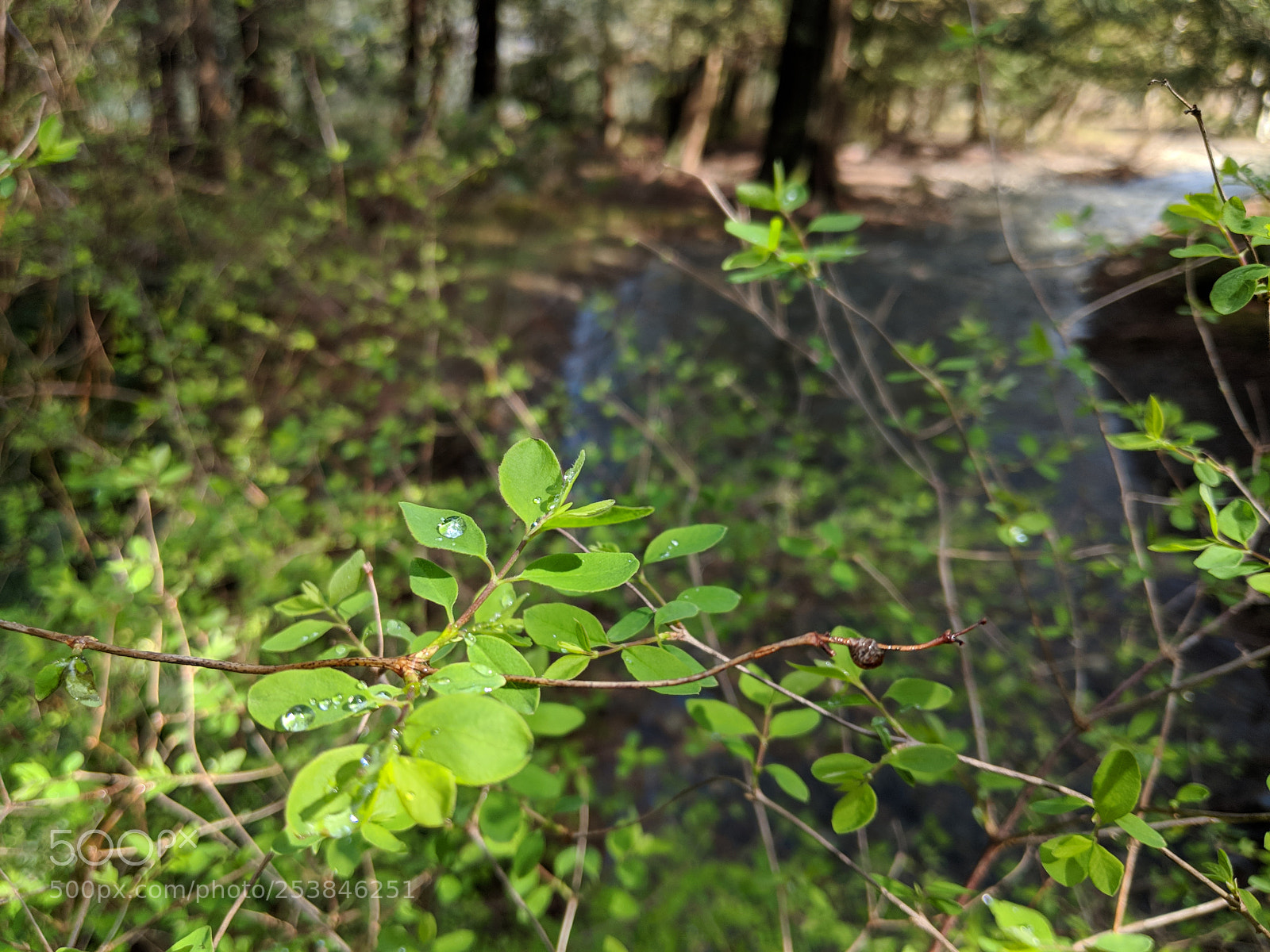 Google Pixel 2 XL sample photo. Leaves.. photography