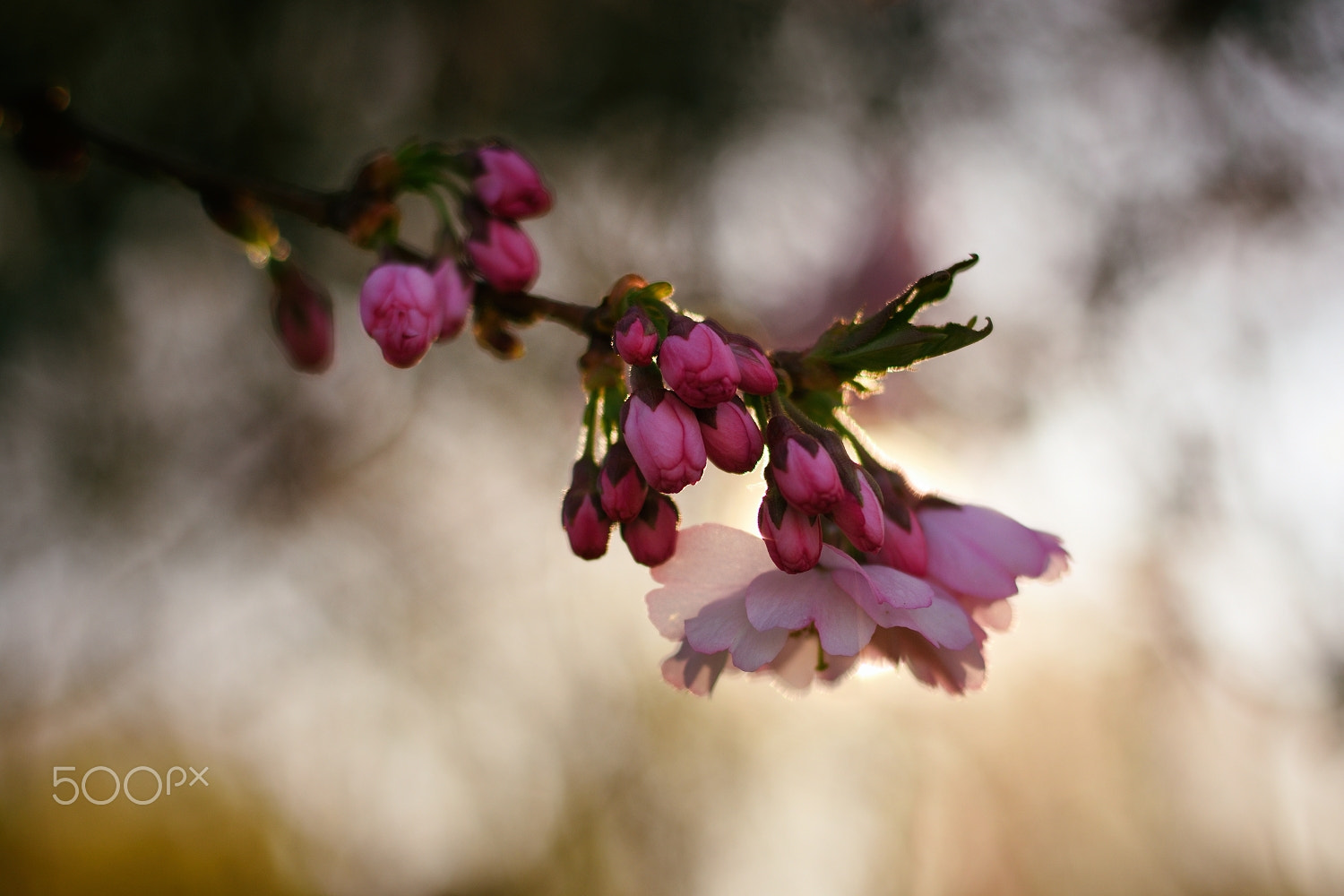 Nikon D7200 + Nikon AF-S Nikkor 50mm F1.8G sample photo. Pink ii photography