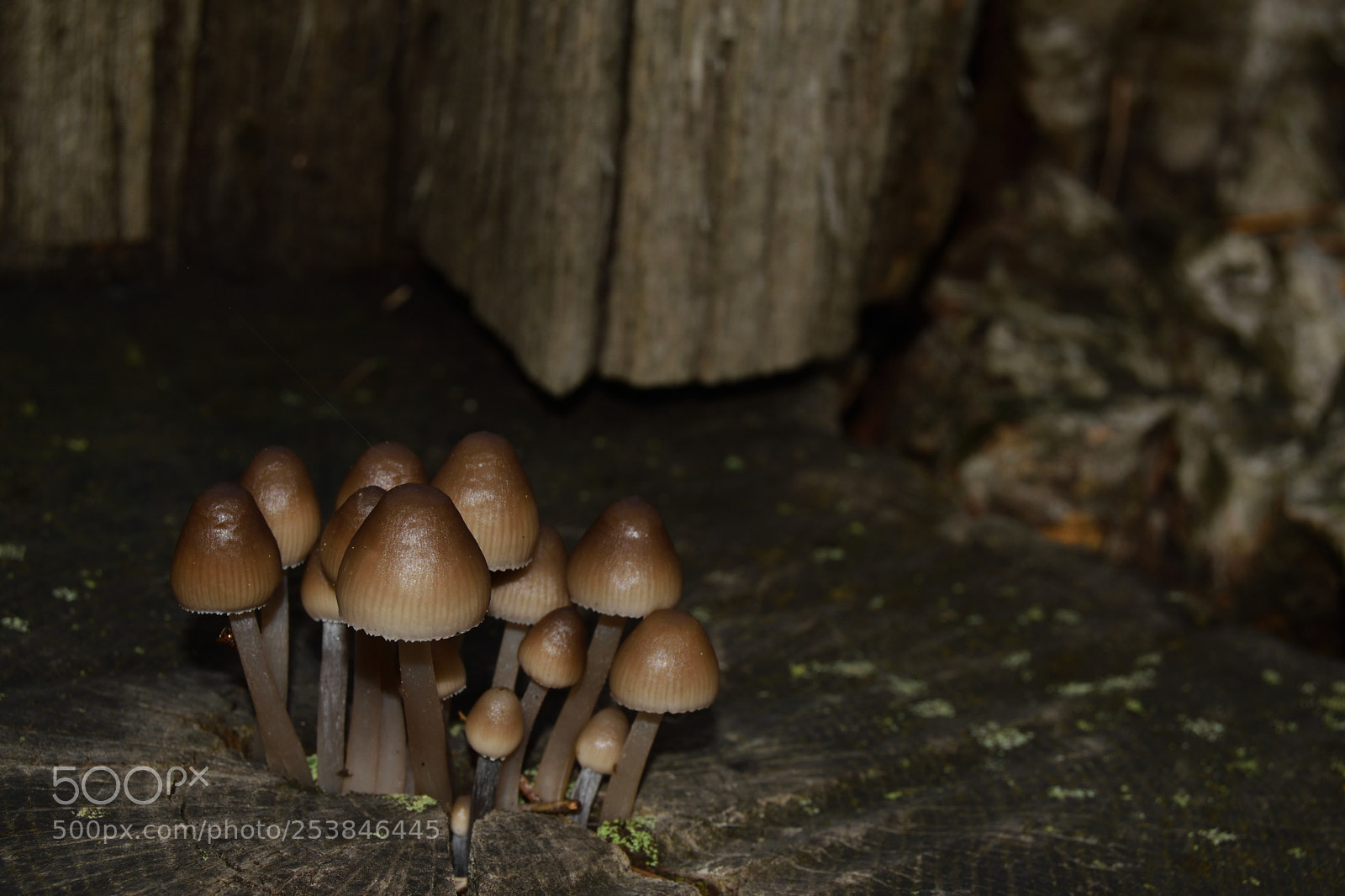 Nikon D3300 sample photo. Poisonous family photography