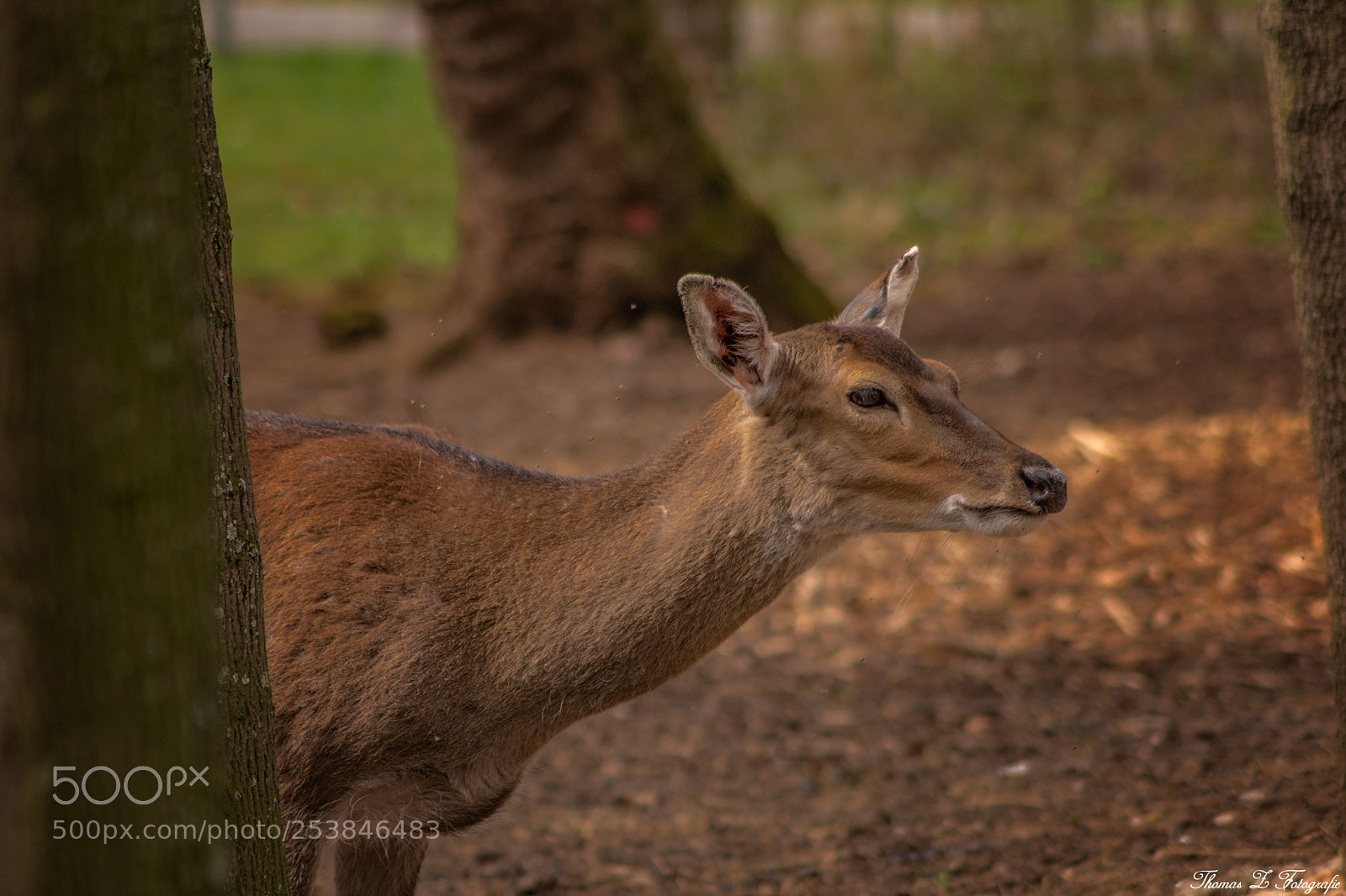 Canon EOS 750D (EOS Rebel T6i / EOS Kiss X8i) sample photo. Wildlife photography