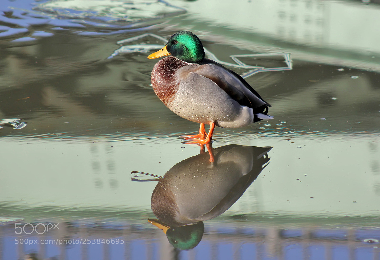Canon EOS 550D (EOS Rebel T2i / EOS Kiss X4) sample photo. Duck photography