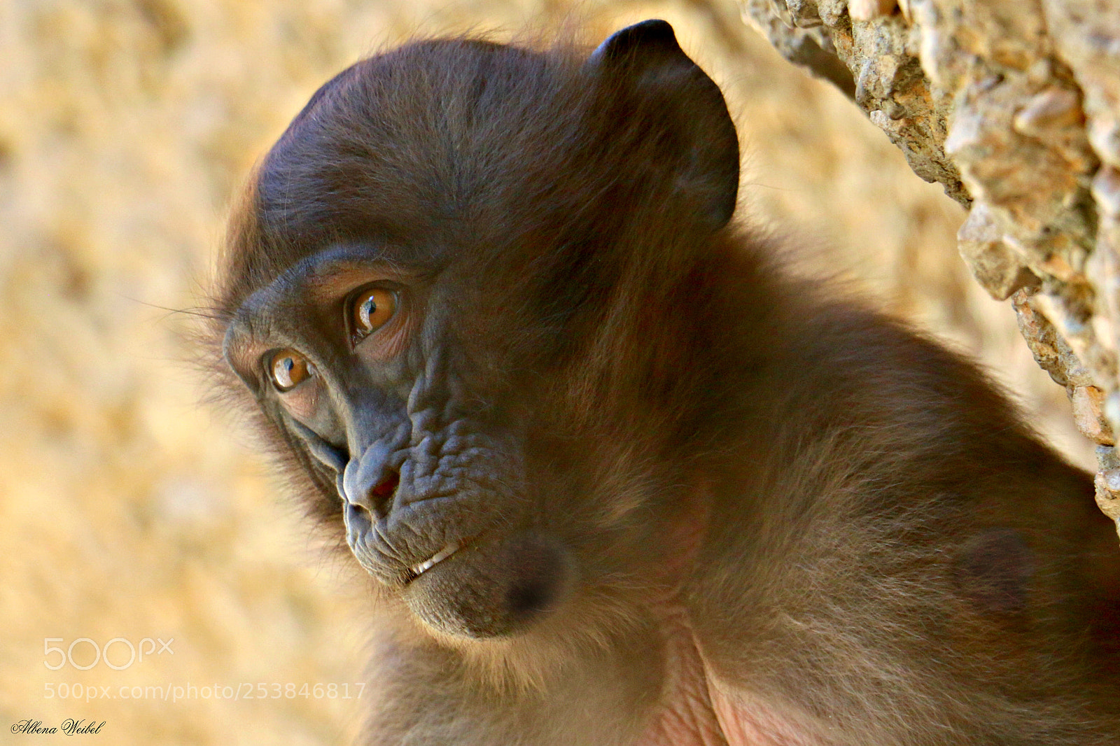 Canon EOS 70D sample photo. A dream for the photography