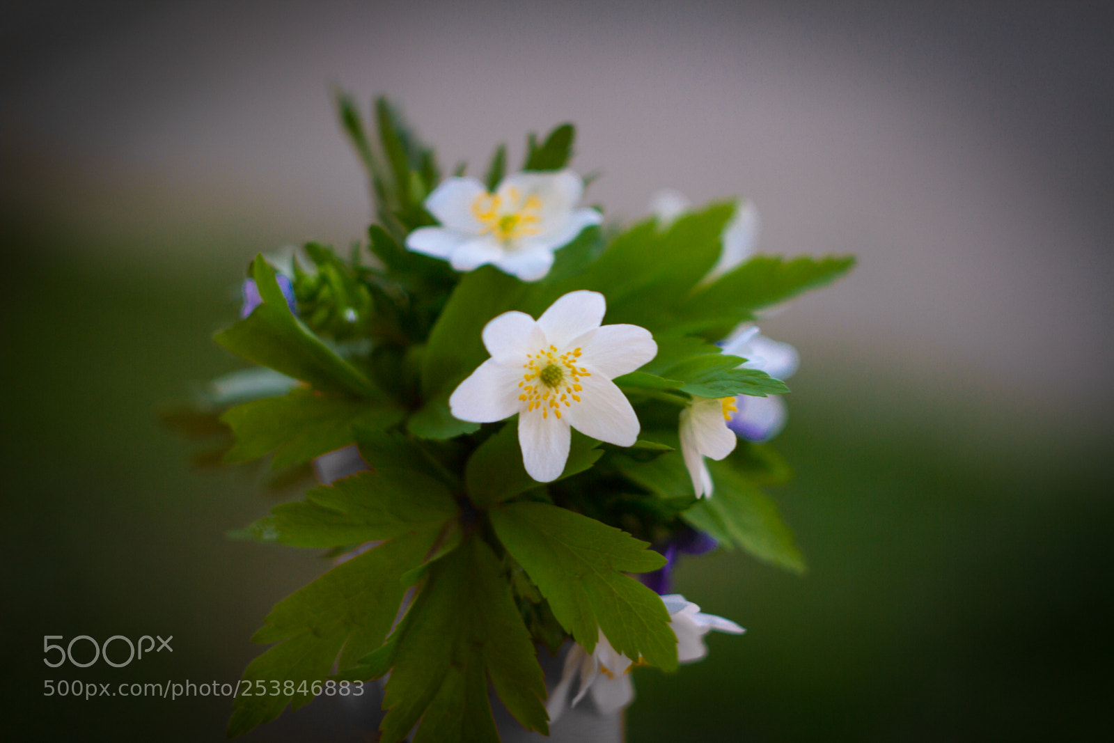 Canon EOS 7D sample photo. Spring bouquet photography