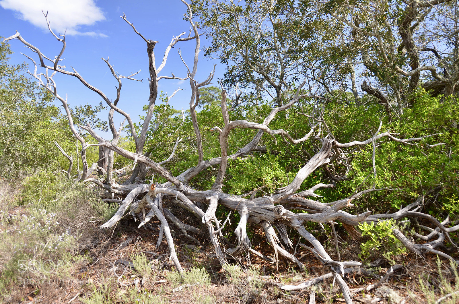 Nikon D7000 sample photo. Tree photography