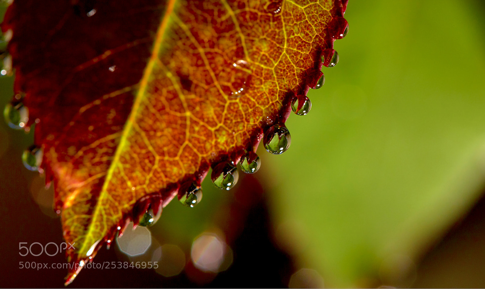 Canon EOS 6D Mark II sample photo. Reminder of rain photography