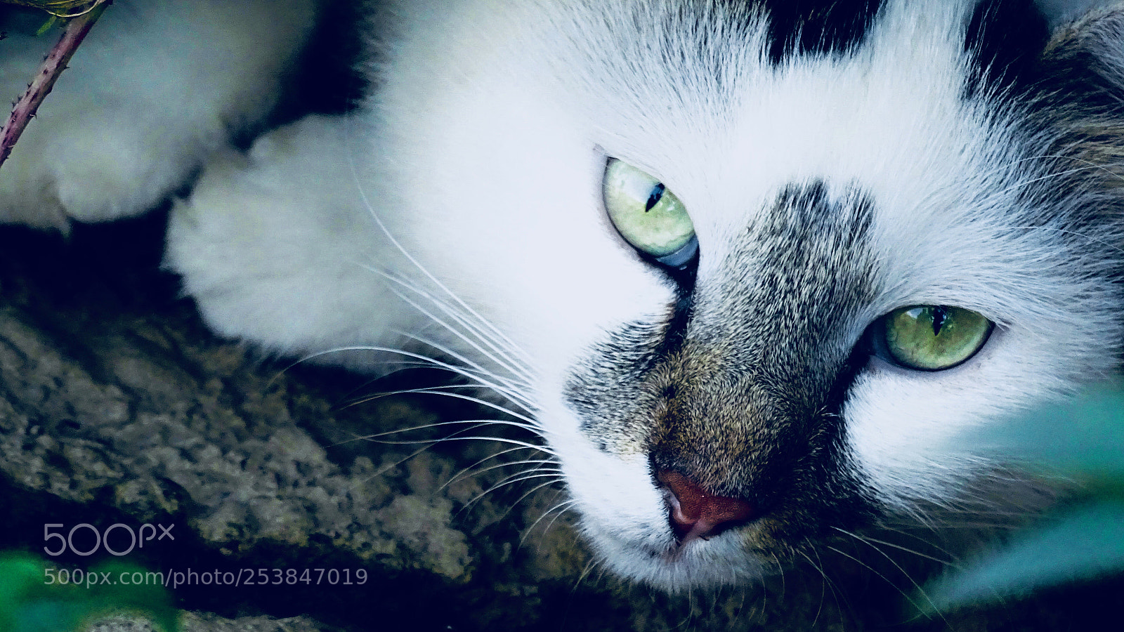 Sony Cyber-shot DSC-HX400V sample photo. The eyes photography