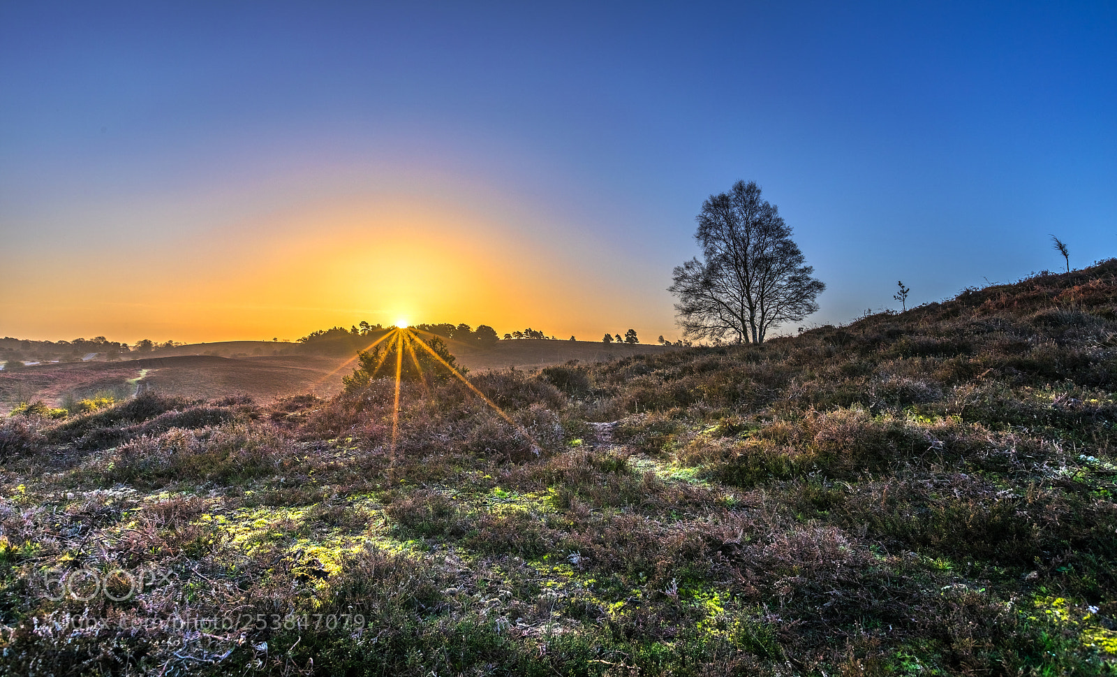 Canon EOS 5D Mark IV sample photo. Forest sunrise photography