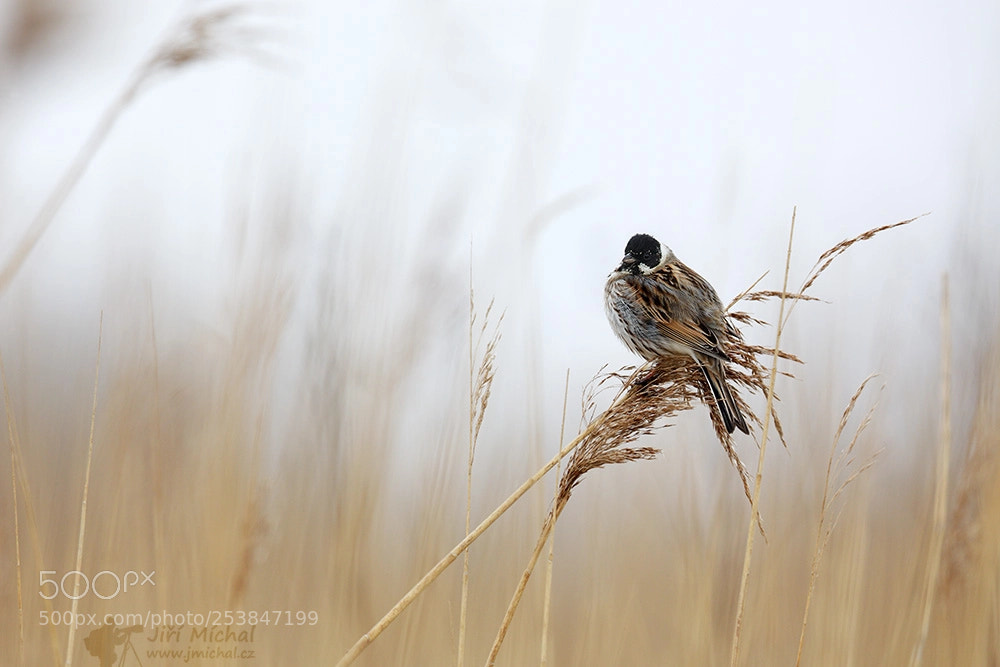 Canon EOS 5D Mark IV sample photo. The common reed bunting photography