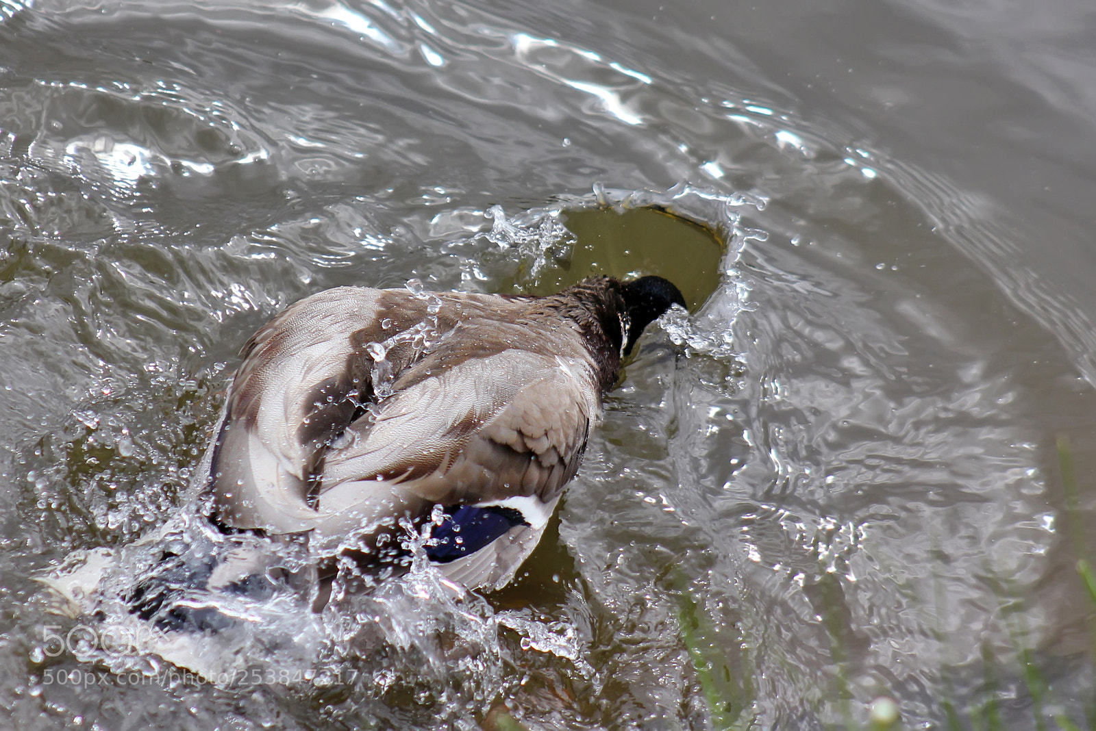 Canon EOS 550D (EOS Rebel T2i / EOS Kiss X4) sample photo. Neptune, where are you photography