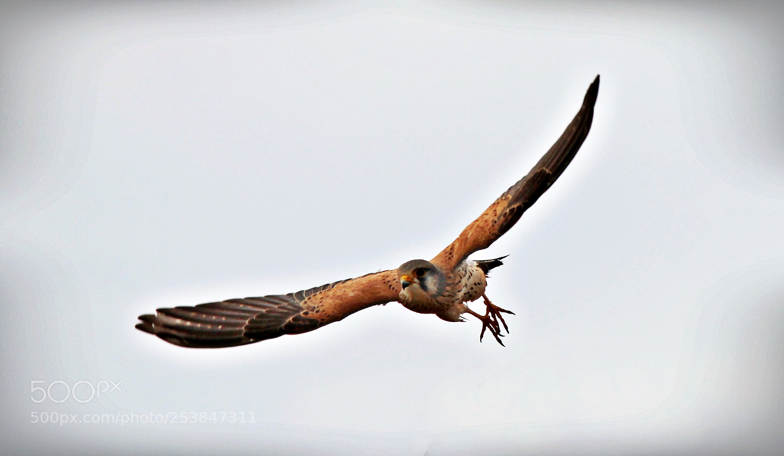 Canon EF-S 55-250mm F4-5.6 IS II sample photo. Kestrel in flight photography