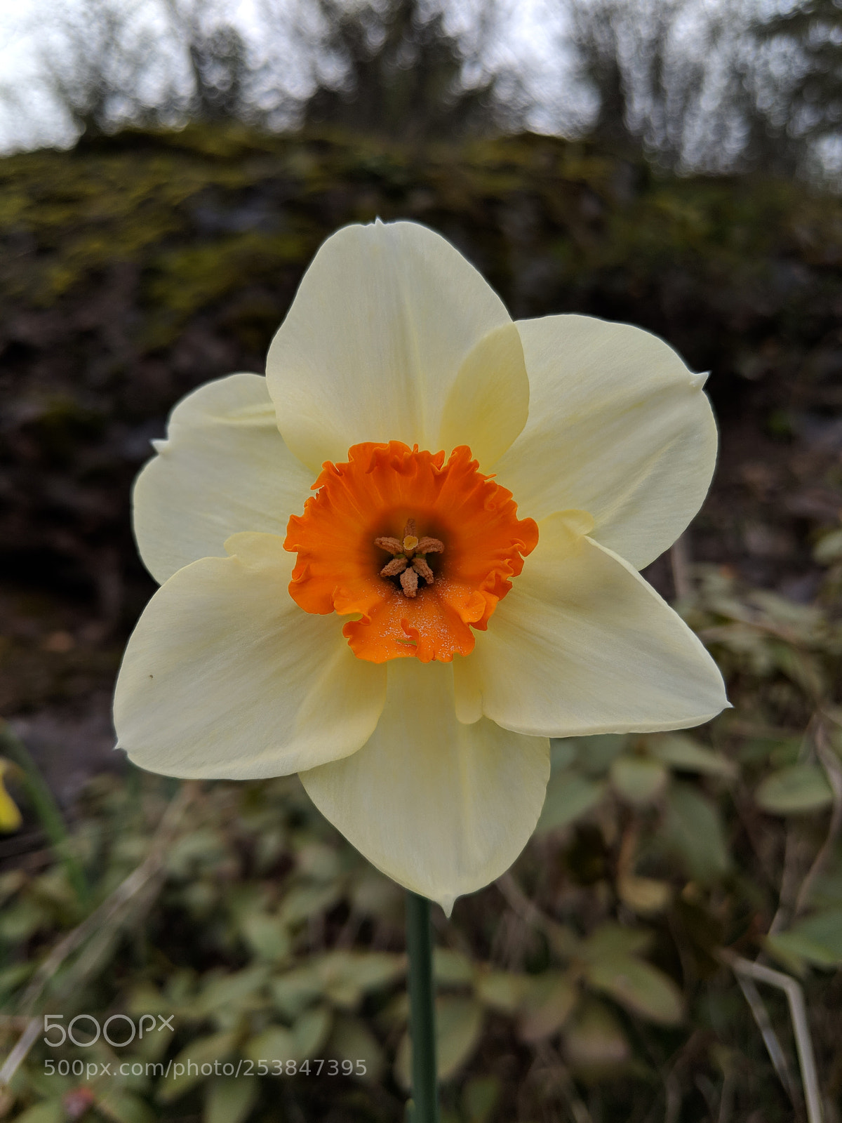 Google Pixel 2 XL sample photo. Flowers.. photography