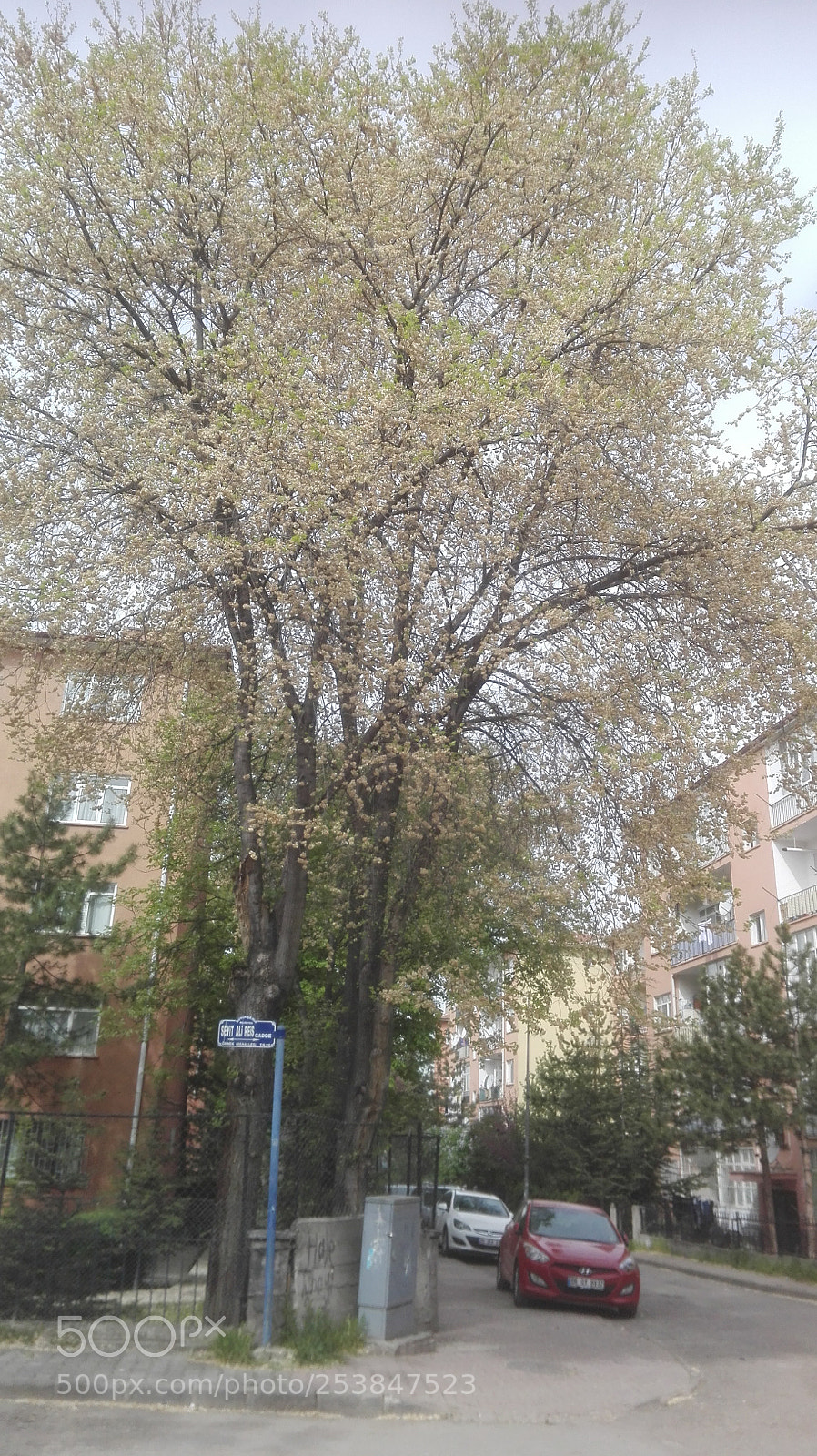 HUAWEI P8 Lite sample photo. Red car under the photography