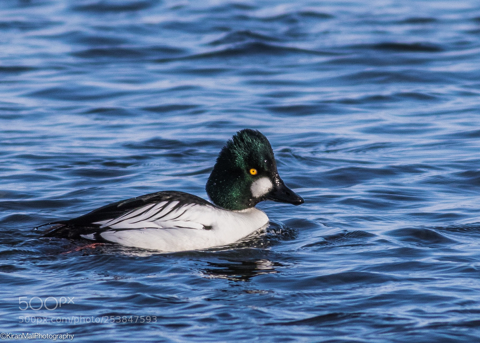 Canon EOS 7D Mark II sample photo. Goldeneye  photography