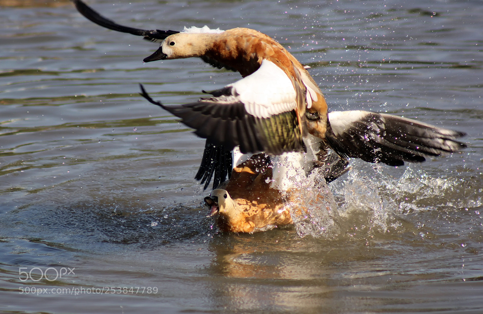 Canon EOS 550D (EOS Rebel T2i / EOS Kiss X4) sample photo. Shelducks photography