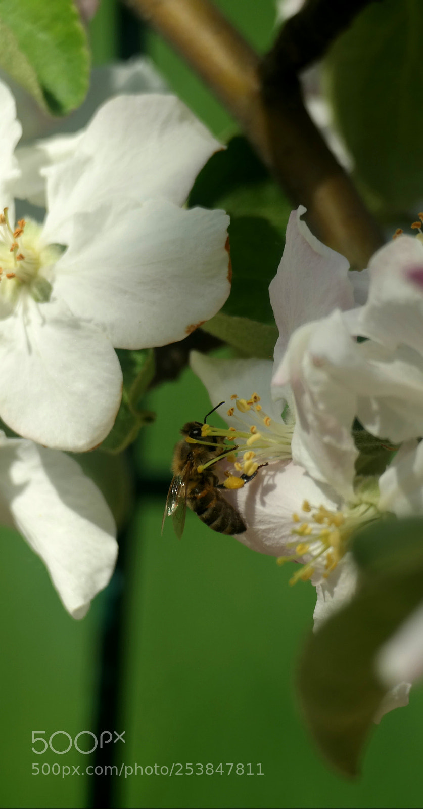 Samsung NX30 sample photo. Untitled photography