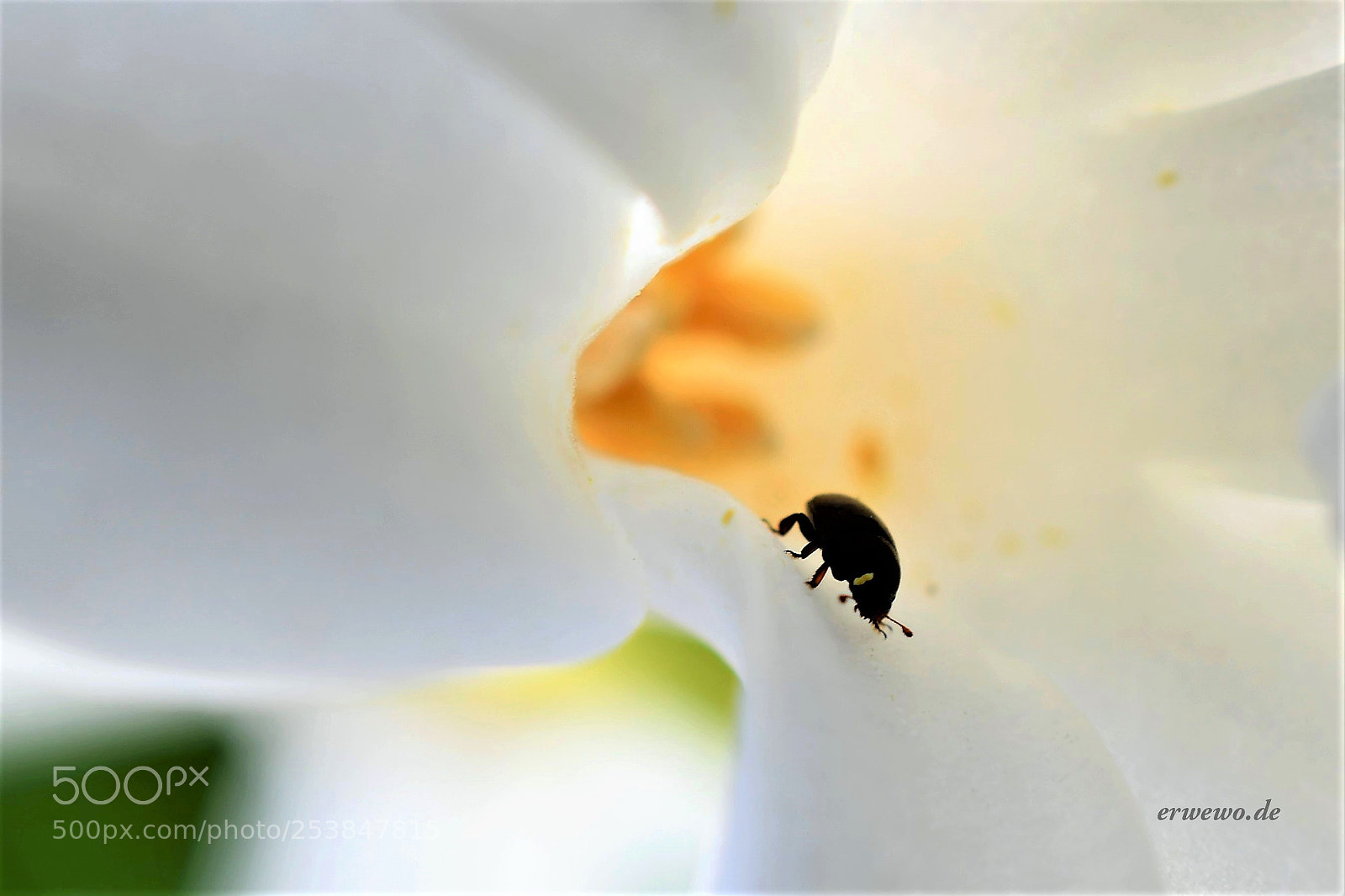 Nikon D500 sample photo. Auf der suche... looking photography