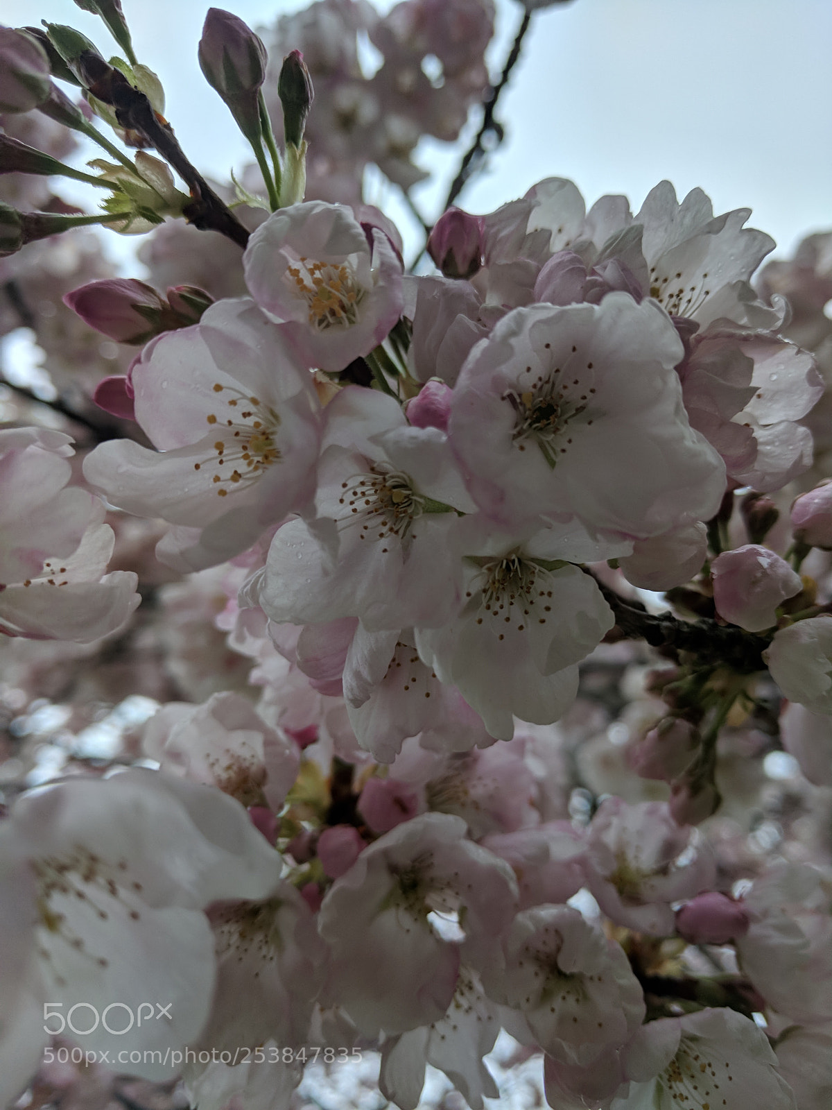 Google Pixel XL sample photo. Spring is in air! photography