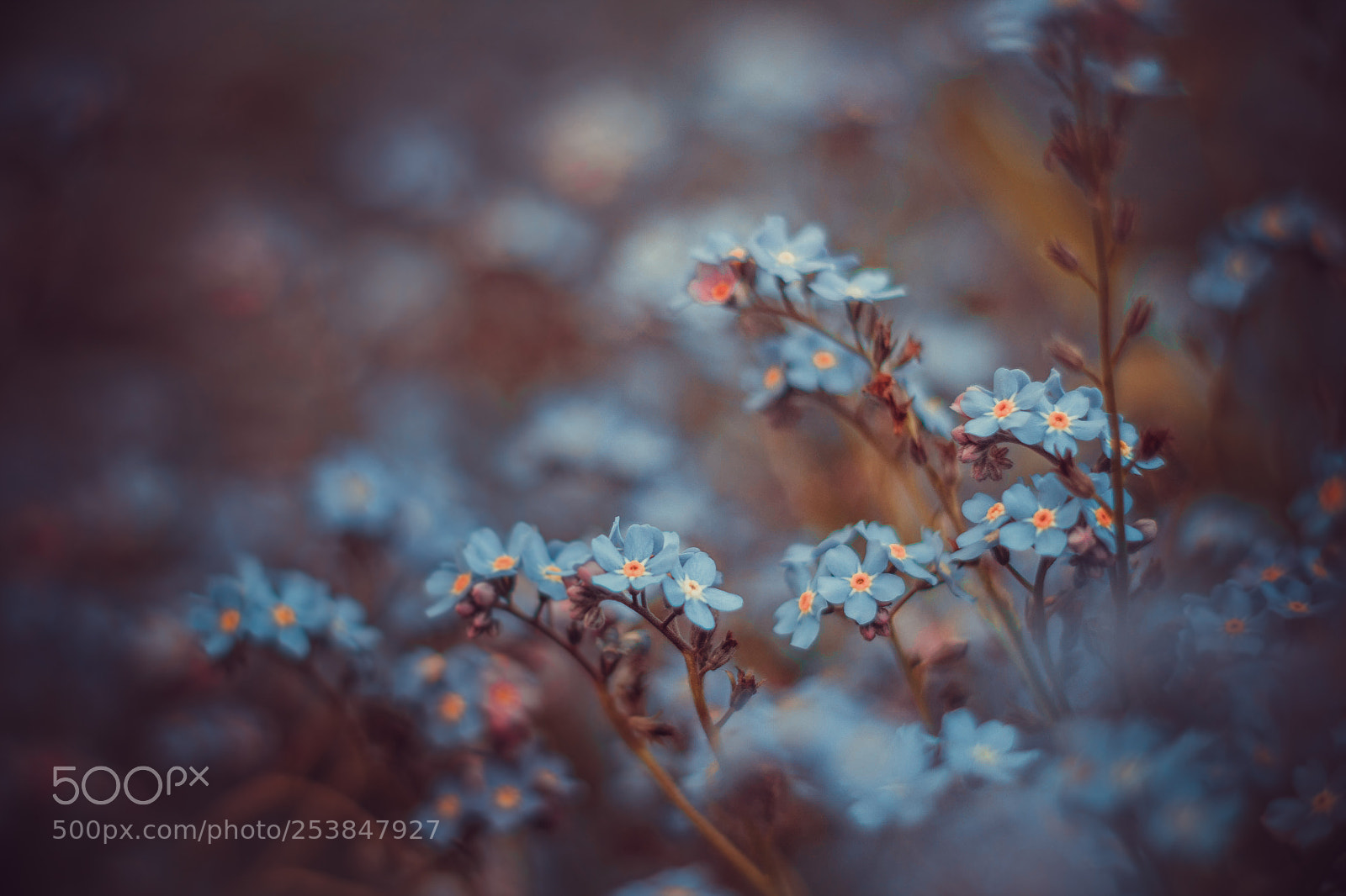 Canon EOS 600D (Rebel EOS T3i / EOS Kiss X5) sample photo. Lovely blue ii photography