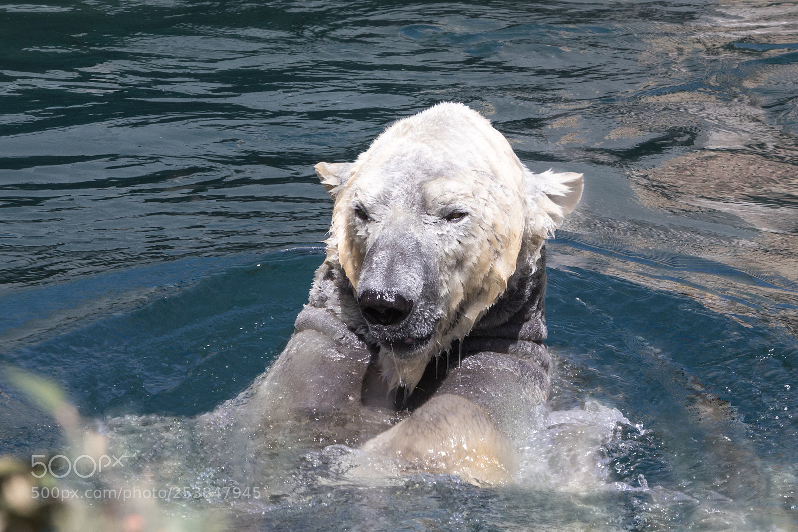 Canon EOS 5D Mark IV sample photo. Polar bear swimming photography