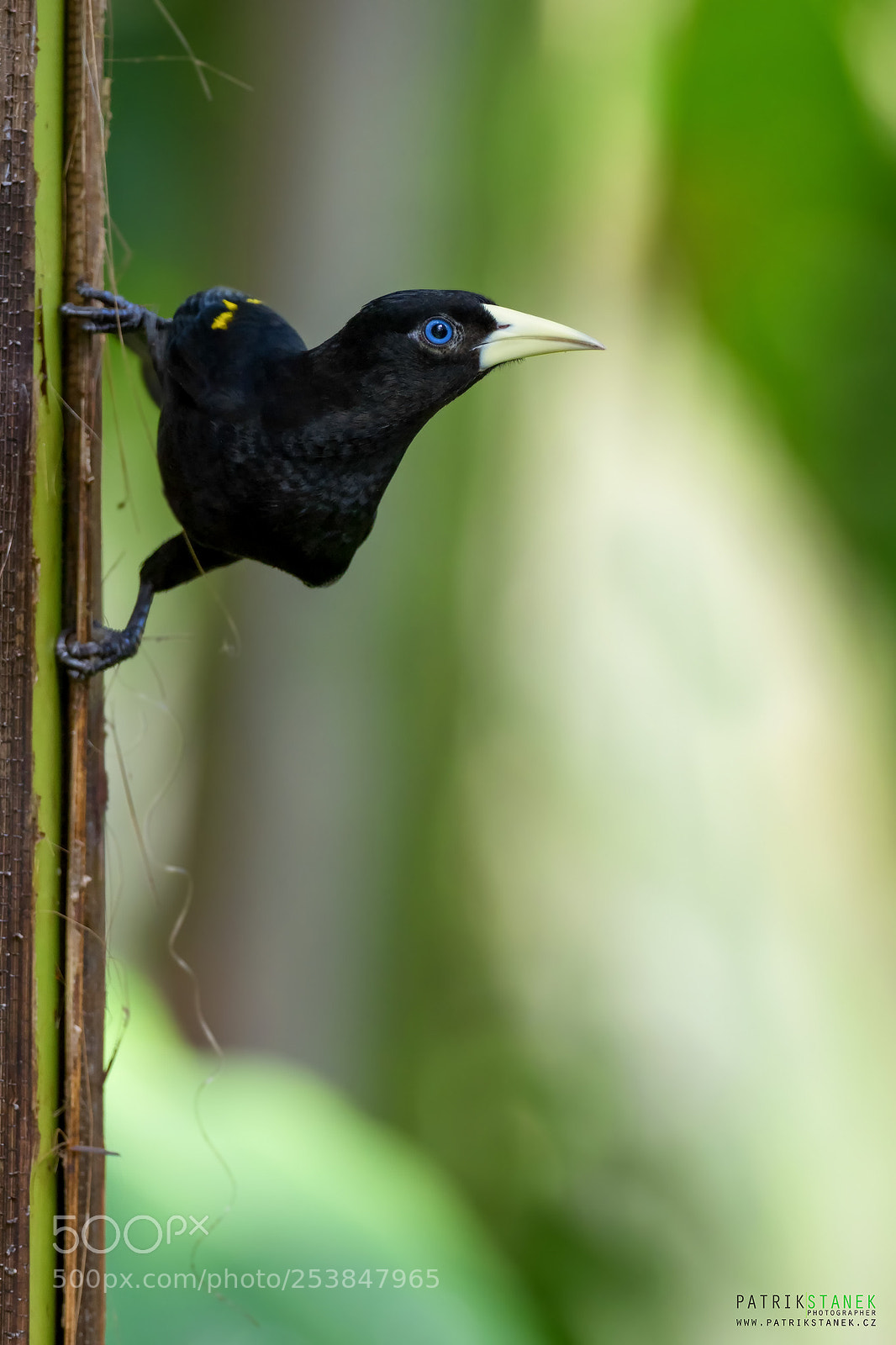 Olympus OM-D E-M1 Mark II sample photo. Yellow-rumped cacique photography