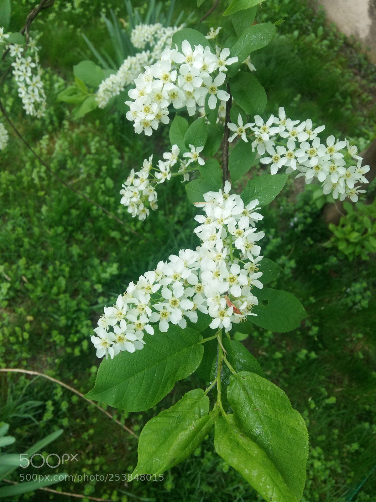 Samsung Galaxy A5 sample photo. Untitled photography
