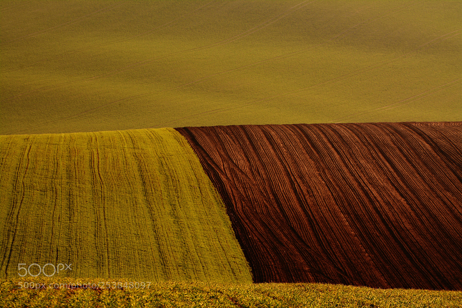 Nikon D7100 sample photo. Spring carpets photography