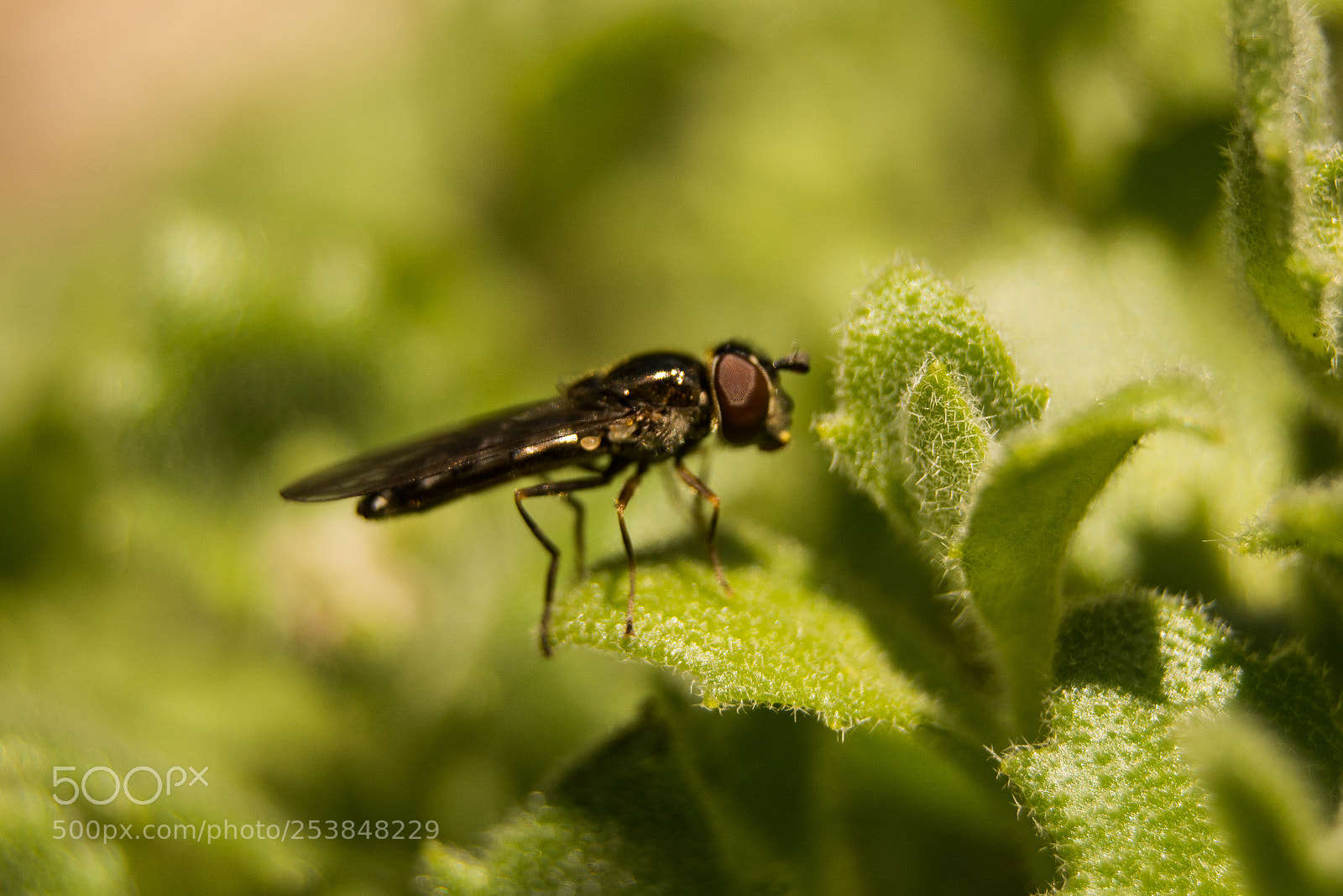 Nikon D5200 sample photo. Insect photography