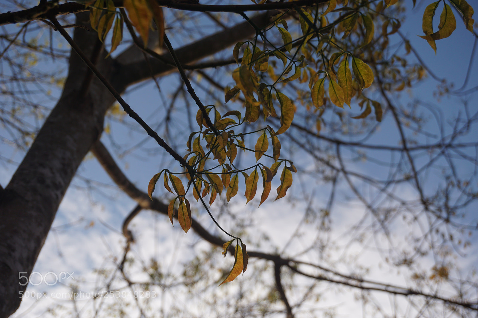 Sony a6000 sample photo. Dsc photography
