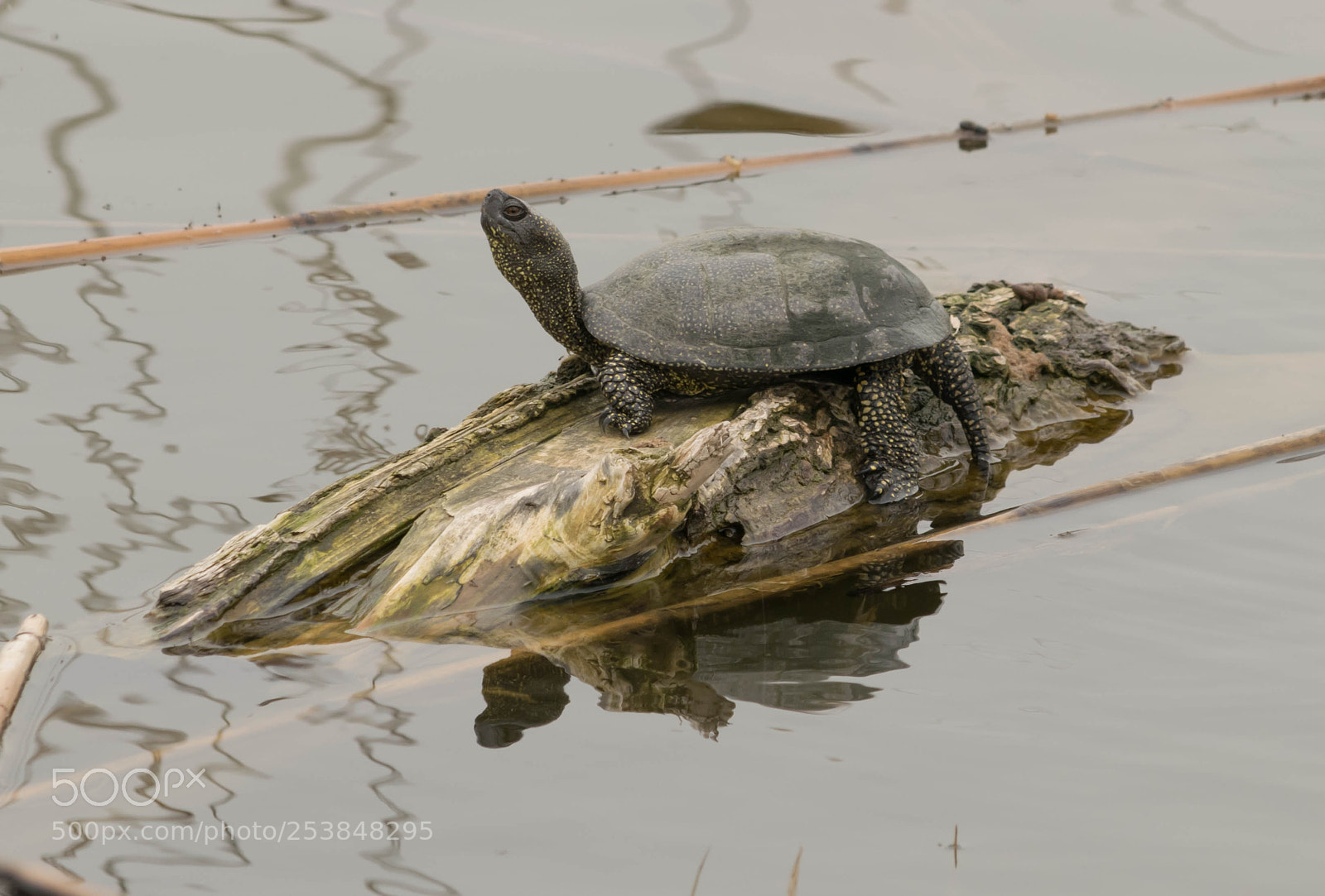 Nikon D5300 sample photo. Marsh turtle photography
