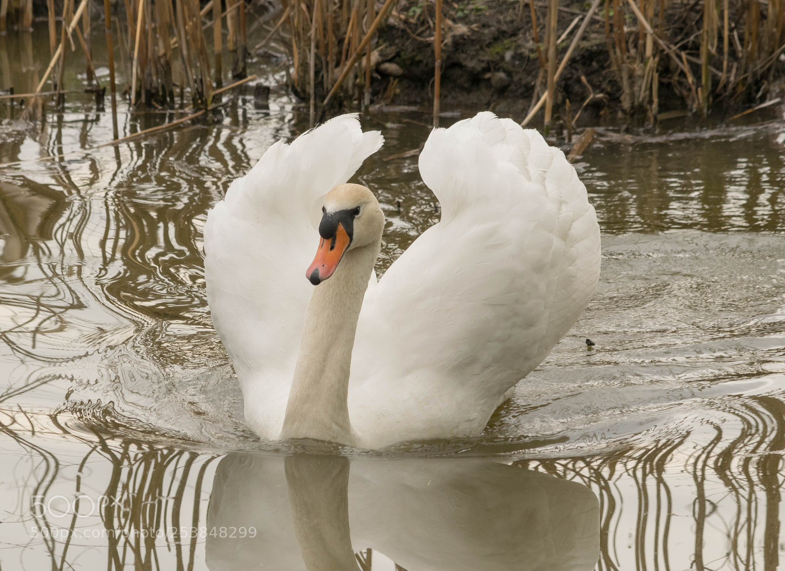 Nikon D5300 sample photo. Mute swan photography