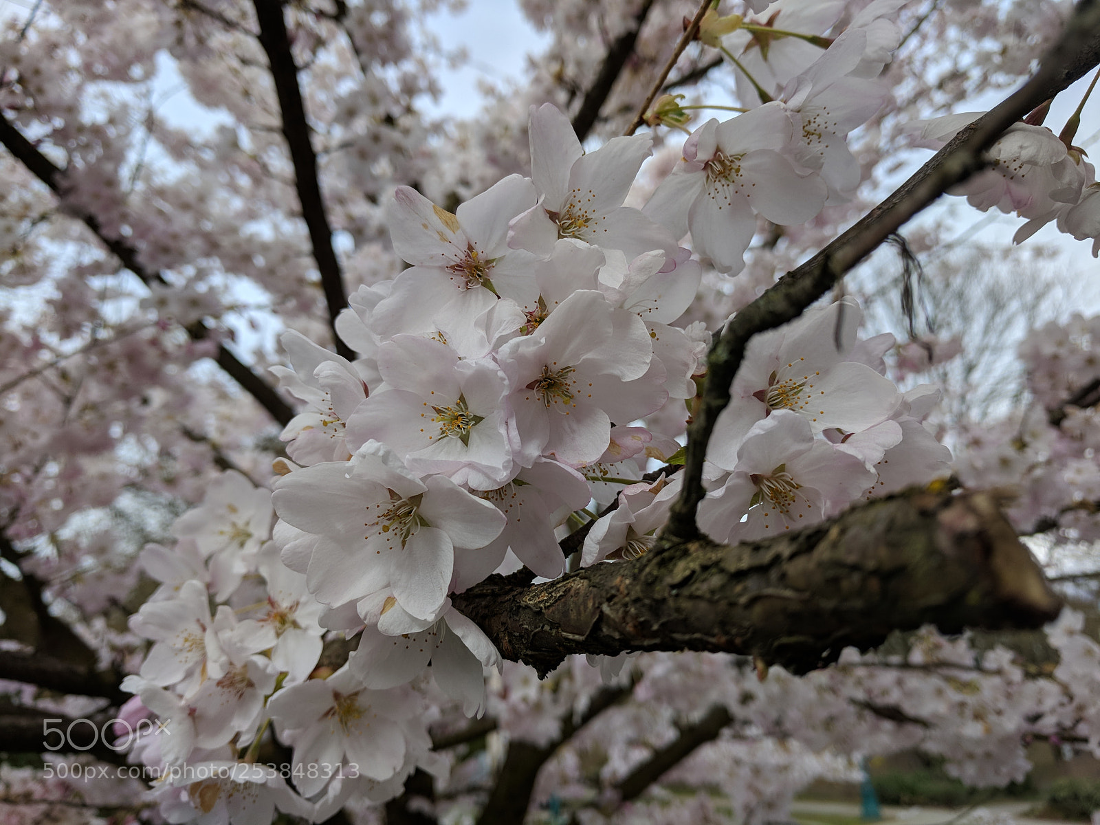 Google Pixel XL sample photo. Cherry blossoms photography