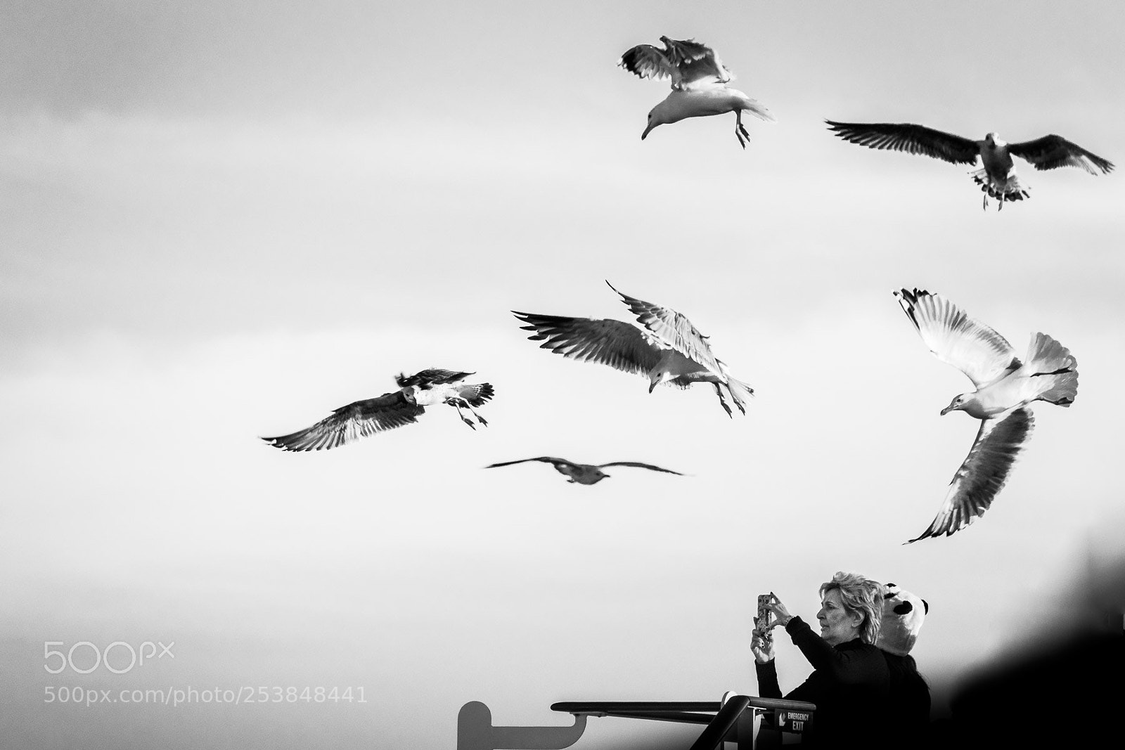 Sony Cyber-shot DSC-RX10 III sample photo. Photogenic seagulls photography