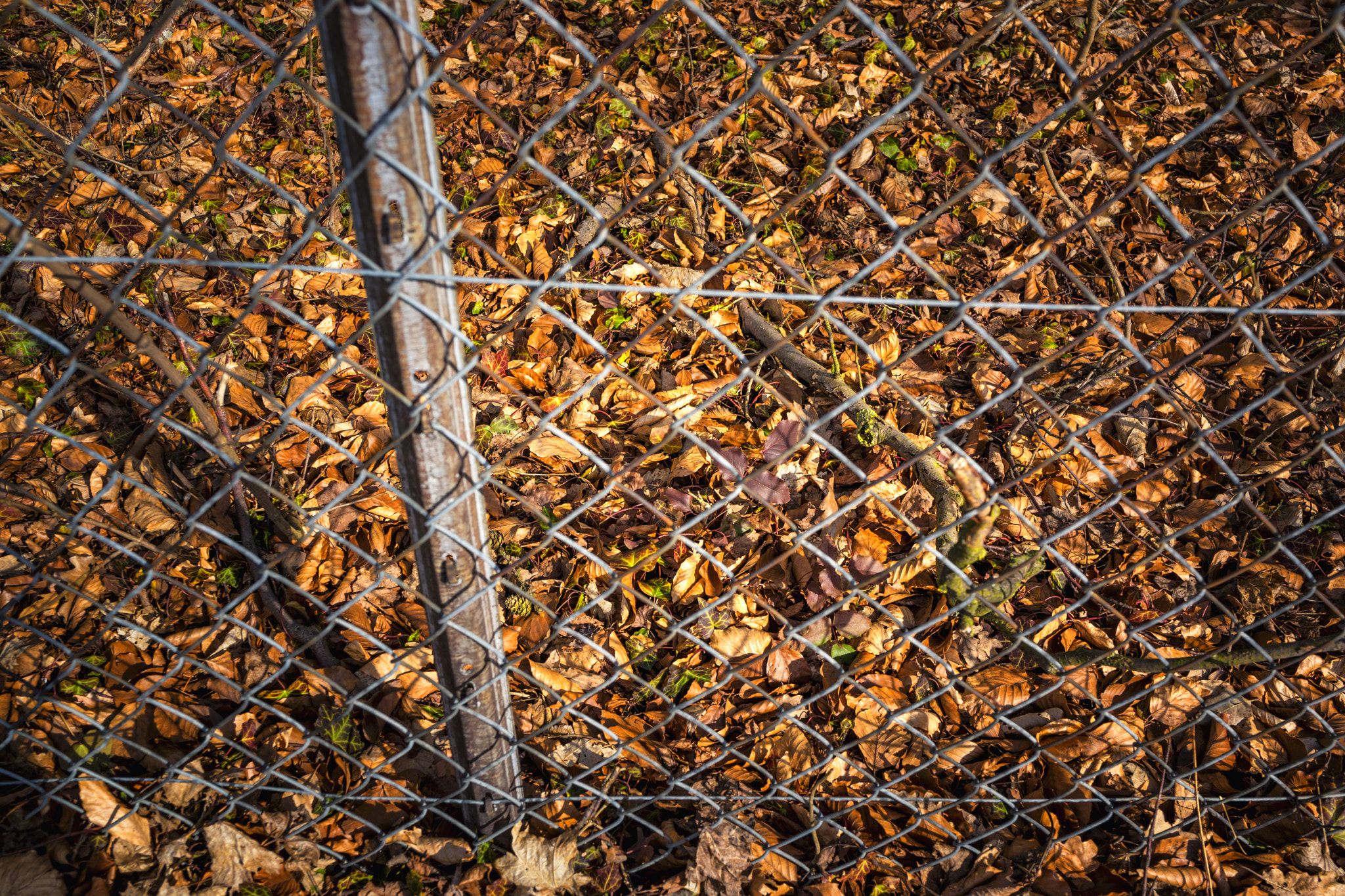 Sony Cyber-shot DSC-RX1 sample photo. Old orange foliage behind a fence photography