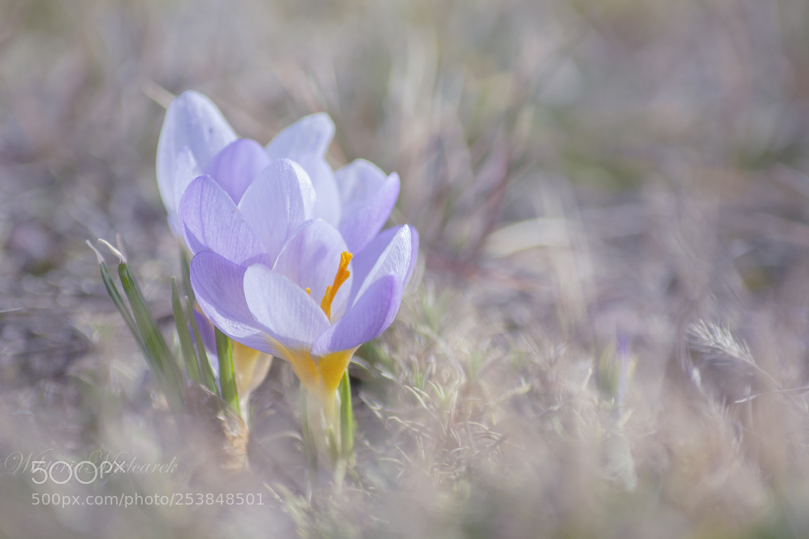 Canon EOS 1000D (EOS Digital Rebel XS / EOS Kiss F) sample photo. Crocuses photography