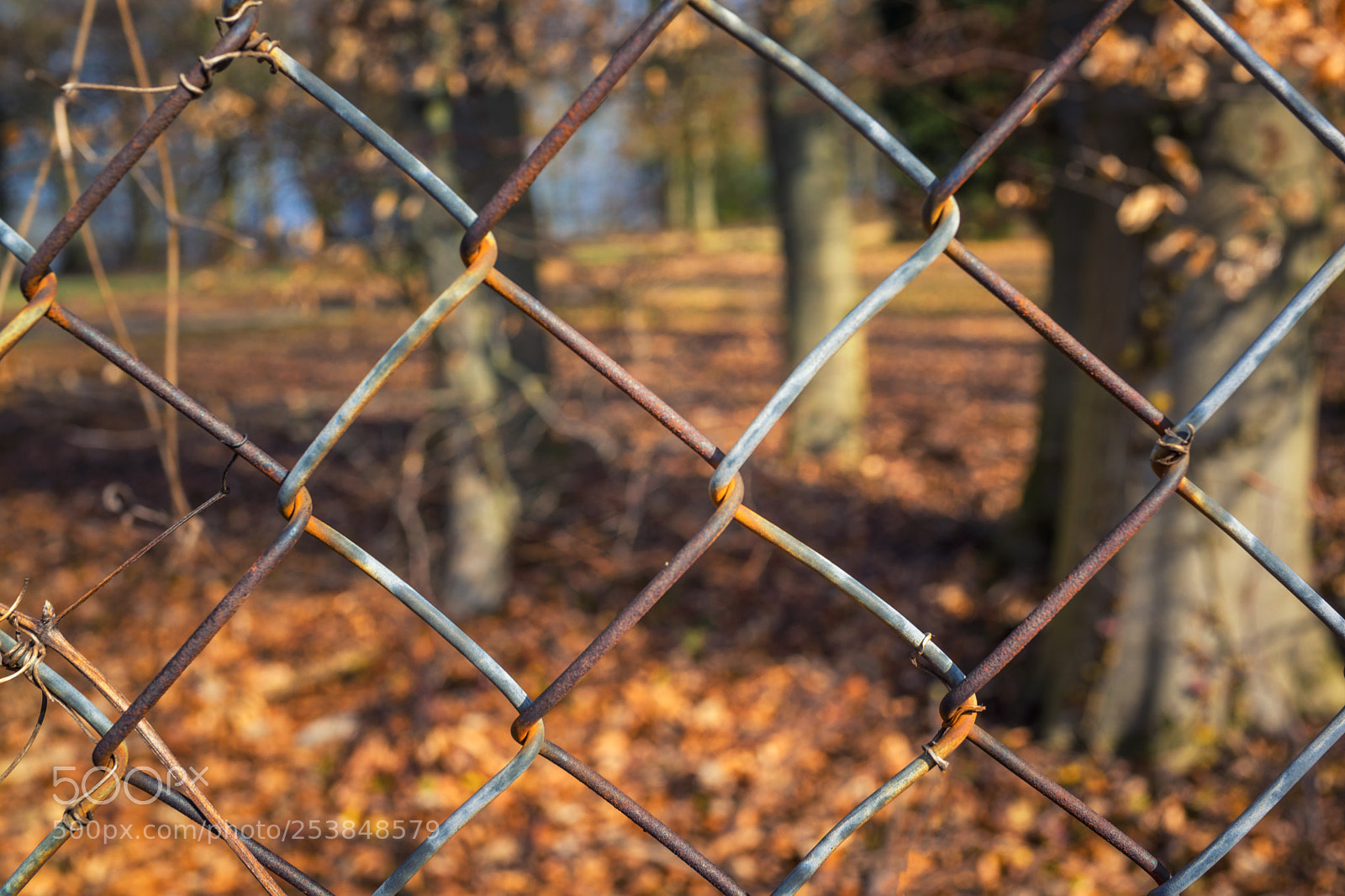 Sony Cyber-shot DSC-RX1 sample photo. Blurry park view behind photography