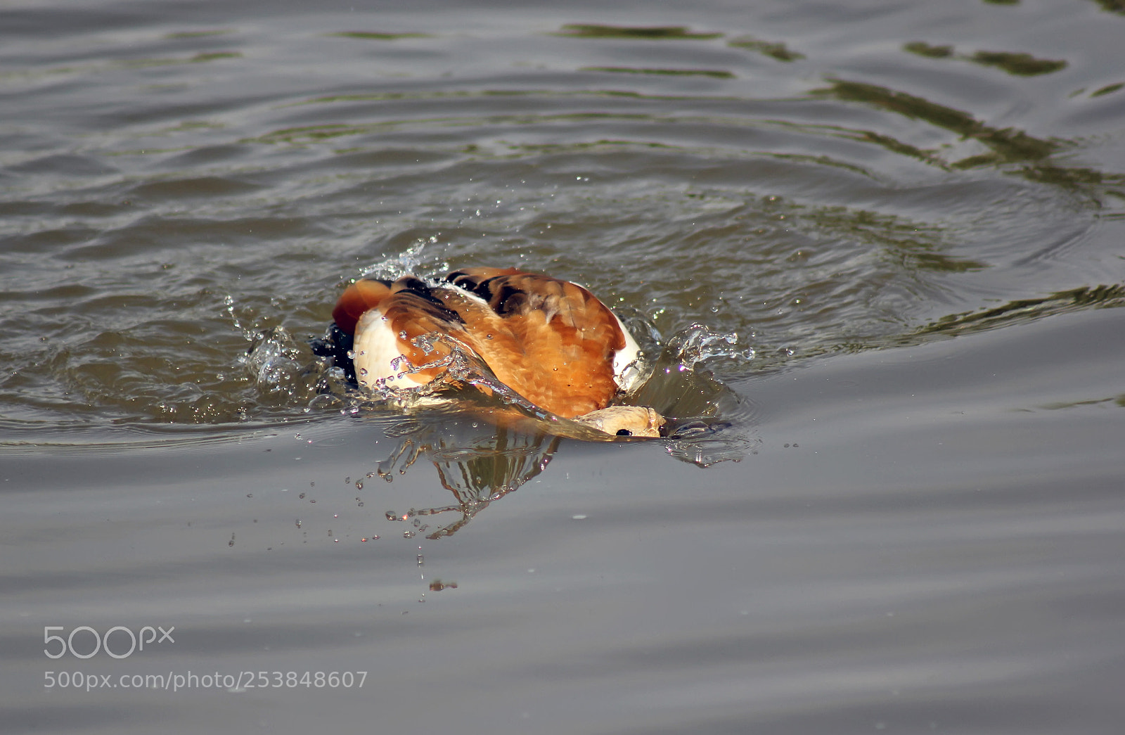 Canon EOS 550D (EOS Rebel T2i / EOS Kiss X4) sample photo. Duck peeps photography